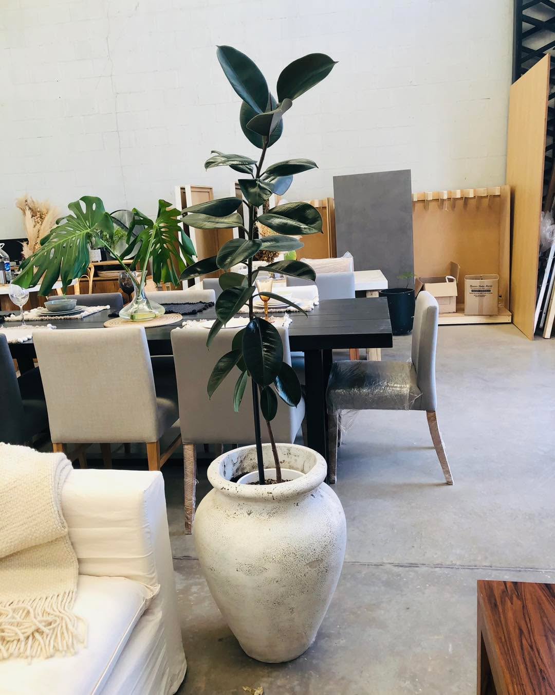 Elegir plantas de interior no es tarea fácil , hay muchas variedades pero no todas se apartan , te ayudamos a seleccionar las mejores plantas para cada rincón!
Pickup Nordelta
#plantasdeinterior #decoconplantas #deco #decohome #macetas #paisajismo #en #paisajimoenmacetas