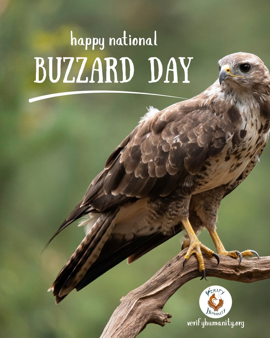 Happy National Buzzards Day! 🤎
Today celebrates buzzards in the United States, but we think our Common Buzzards deserve recognition and love too.
These beautiful birds of prey are among the most common raptors in the UK. Opportunistic scavengers, they have a wide-ranging diet depending on what is available.
Unfortunately, Common Buzzards still face persecution through game bird shoots. This outdated practice targets our birds and kills them in the name of sport. Despite being protected by law, many are still unnecessarily losing their lives.
Check out Verify Humanities new Spotlight Article on the persecution of our Common Buzzards. You can find it our website - www.verifyhumanity.org/blog.
#buzzard #commonbuzzard #commonbuzzarduk #raptorpersecution #birdsofpreyuk