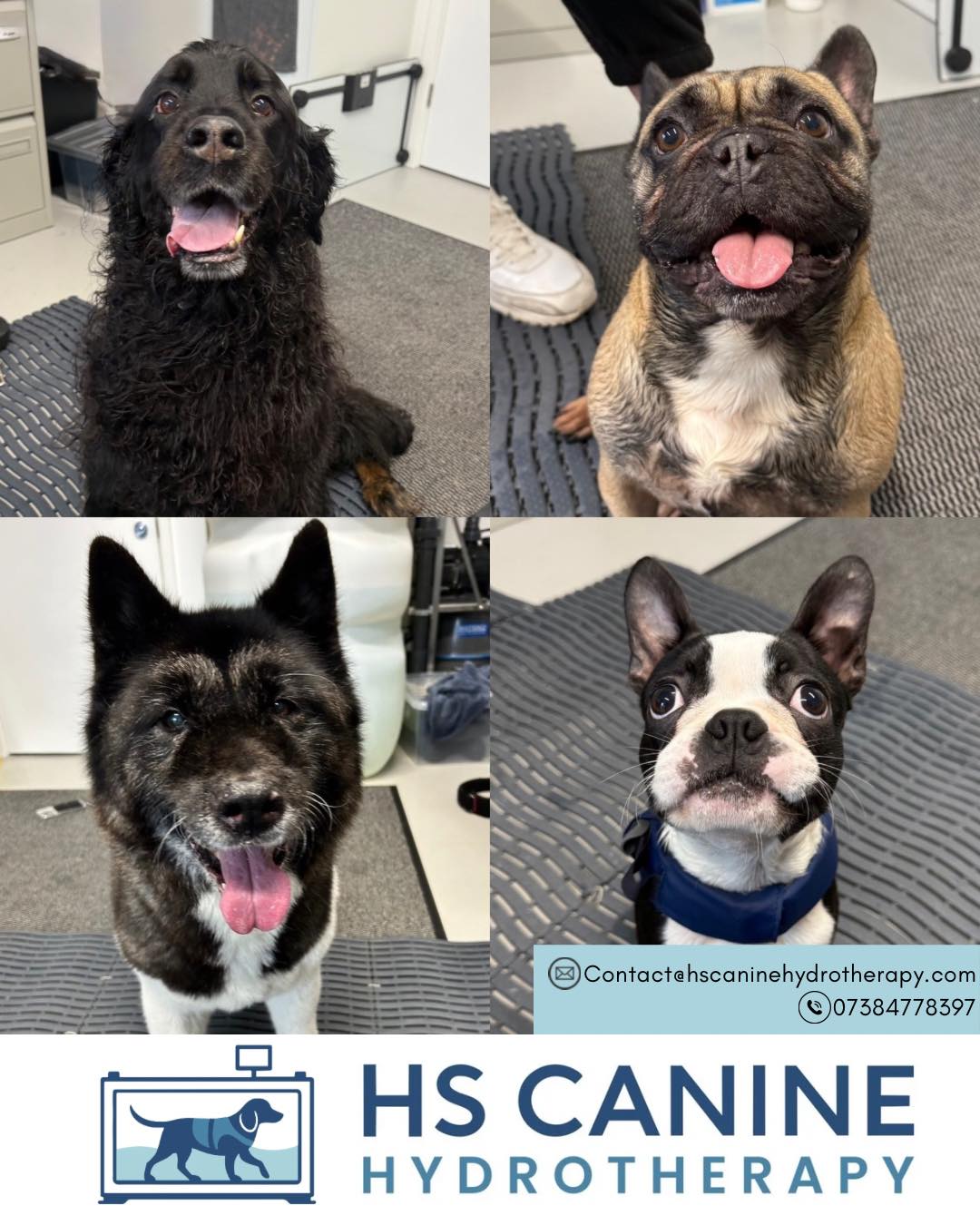 Please welcome all of the new faces that have started with us in the last couple of weeks. 🐶🦴
Poppy (Cross) Osteoarthritic changes (Right Elbow, HLS R>, Lumbar Region)
Reggie (French Bulldog) Right MPL Surgery
Tia (Akita) OA
Arnie (Boston Terrier) Fitness
Lupin (Cockerpoo) Carpal OA
Digby (Min Dachshund) Spinal Surgery Thoracolumbar Hemilaminectomy
Reggie (Min Dachshund) T12/T13 IVDE (Paraplegia)
Evie (Cockerdor) Puppy Fitness
Olaf (Cane Corso x) Hip Dysplasia Bilaterally (L worse)
Logan (Sheep Dog) Lymphoma in remission
Barney (Labrador) Suspected OA (Hips and Stifles)
Sam (Labrador) Arthritis and Spondylosis
Roy (German Shepherd) Fitness
Kiki (Labrador) Medial Patella Luxation (MPL)
Zeus (German Shepherd) Fitness
Killy (Springer Spaniel) Bilateral Degenerative Joint Disease (stifles)
Mavis (Frenchie) IVDD Surgery
Barney (Border Collie) Hip Dysplasia
Finley (Cavalier King Charles Spaniel) Hip Dysplasia