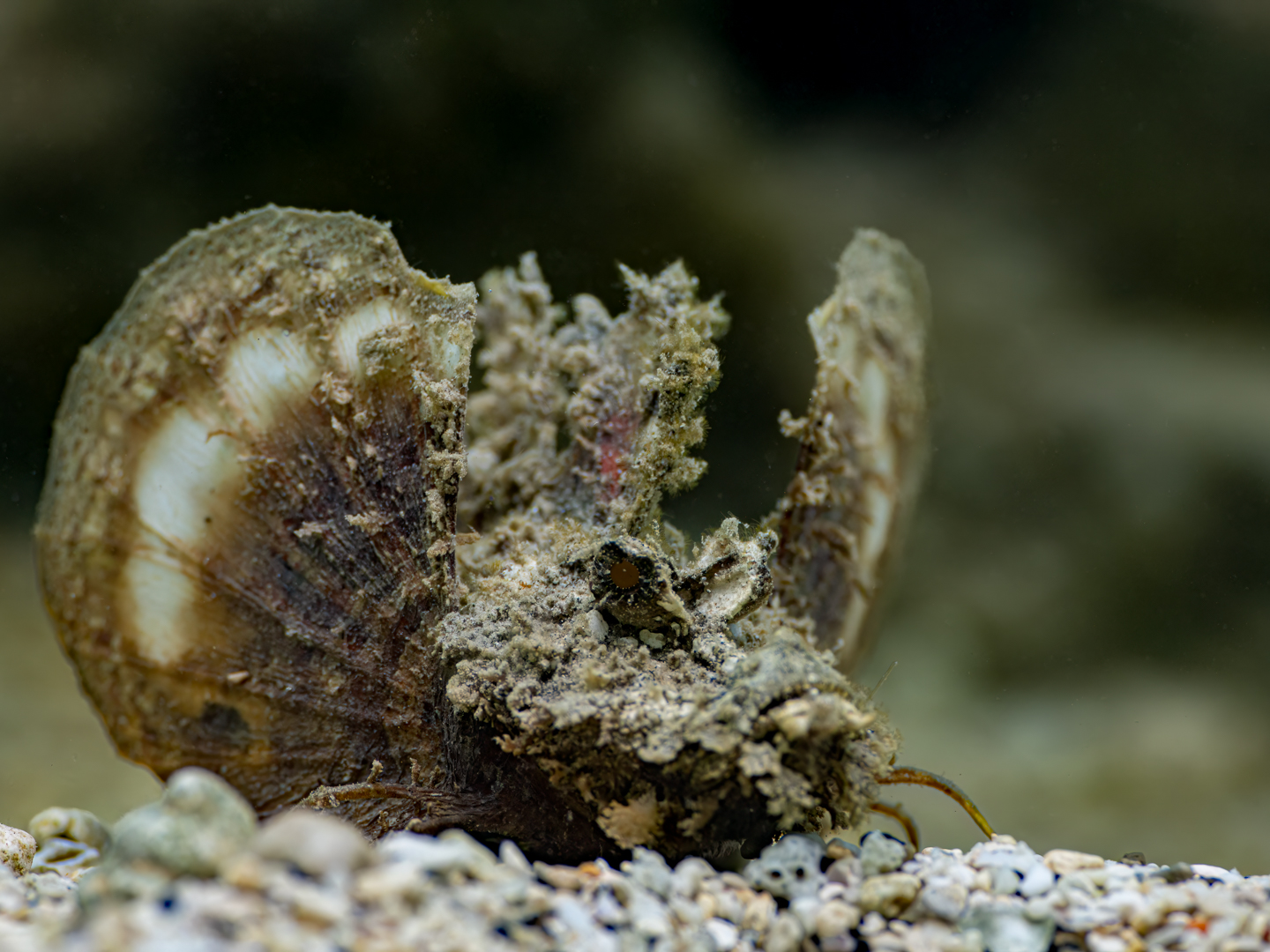 ๐๐ก๐ ๐๐ก๐จ๐ฎ๐ฅ
We found this Spiny Devilfish (Inimicus didactylus) in under two feet of water - so shallow that our tanks were sticking out of the water and in a pretty bad surge making it very difficult to lock on focus - but the results are very ghoulish images of a really special species!
Check out under the mouth of photo one - there is a pebble that looks like a skull - very fitting!!
Cheers
John and Sandy
๐ธ John Warmington
๐๐๐.๐ฐ๐ฟ๐ถ๐๐๐ฒ๐ฟ๐๐ฝ๐ผ๐๐๐ฒ๐ฟ.๐ฐ๐ผ๐บ
๐ต๐๐๐ฝ๐://๐ฎ๐ถ๐ฟ๐ฏ๐ป๐ฏ.๐ฐ๐ผ๐บ/๐ต/๐ธ๐ฎ๐ฟ๐บ๐ฎ๐๐ฎ๐๐ฒ๐ฟ๐
#UnderwaterPhotography #VanuatuMoments #DiveVanuatu #KarmaWatersVanuatu #spooky