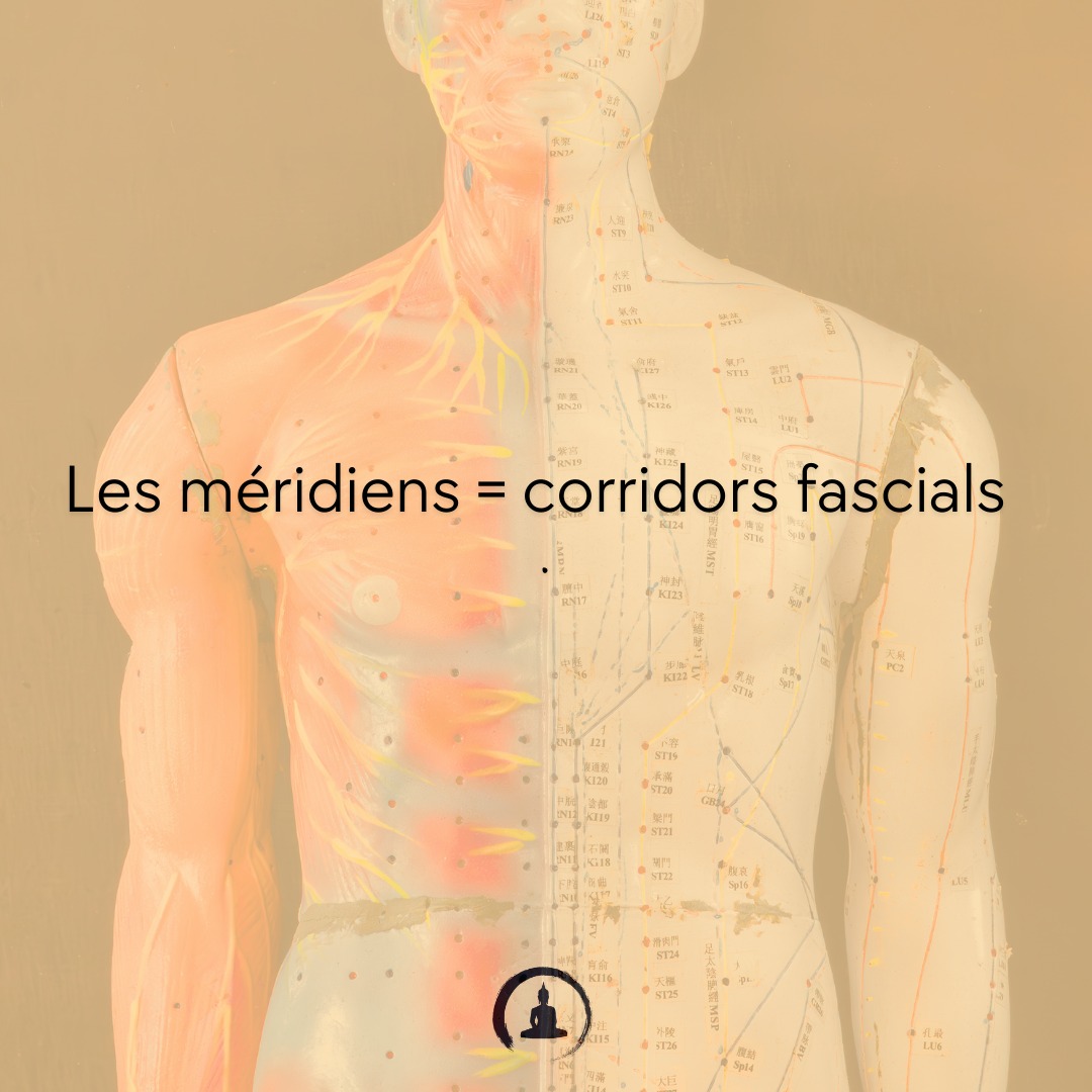 Les méridiens = corridors fascials
Les études modernes montrent que les méridiens suivent les lignes fasciales.
Les fascias conduisent :
• les tensions mécaniques
• les impulsions nerveuses
• la piezoélectricité
• les fluides interstitiels
📍 Cabinet Zen Garden - Carouge
🔹 Acupuncture | Fasciathérapie | Thérapies énergétiques
🔹 Approche holistique pour harmoniser corps & esprit
🔹 Prenez soin de votre santé naturellement
📲 RDV & infos sur 👉 www.cabinet-zengarden.org
💬 Vous avez déjà essayé la Médecine Chinoise ?
Dites-moi en commentaire ! ⬇️
#MédecineChinoise #Acupuncture #Fasciathérapie #BienÊtreNaturel #ZenGarden #Carouge #SantéHolistique #ÉnergieVitale
