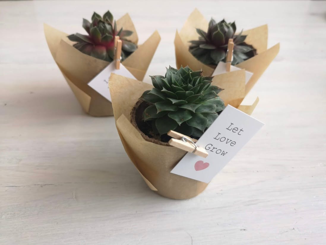 Corporate gifts that actually last. 🌱
Our mini succulents are designed to keep your brand on desks and in offices for months — not days.
✔ Customisable tag with your logo or message
✔ Simple care (just water once a month)
✔ Perfect for welcome kits, conferences, and client thank-yous
✔ Fast bulk fulfilment across Canada
Give a gift people keep — and remember.
Explore custom options and bulk pricing → link in bio
www.gtplants.ca
What colour wrap or message would you choose for your brand? 💚🌿
#CorporateGifts #SustainableSwag #EcoFriendlyBranding #SucculentGifts #EventSwag #CanadianBusiness #CorporateEvents #BrandedMerch #EcoGifts #GTPlants