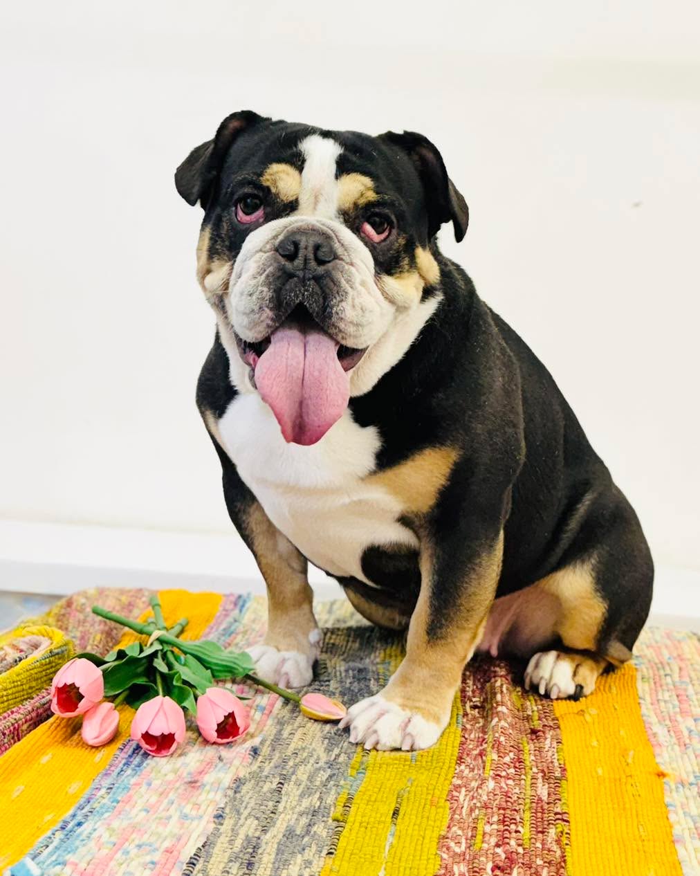 Princess Moo , she is so adorable and so well behaved , we all love a Moo visit to the salon ❤️
#bulldog #bulldoglife #bulldogfamily #bulldoglovers #bulldoglove