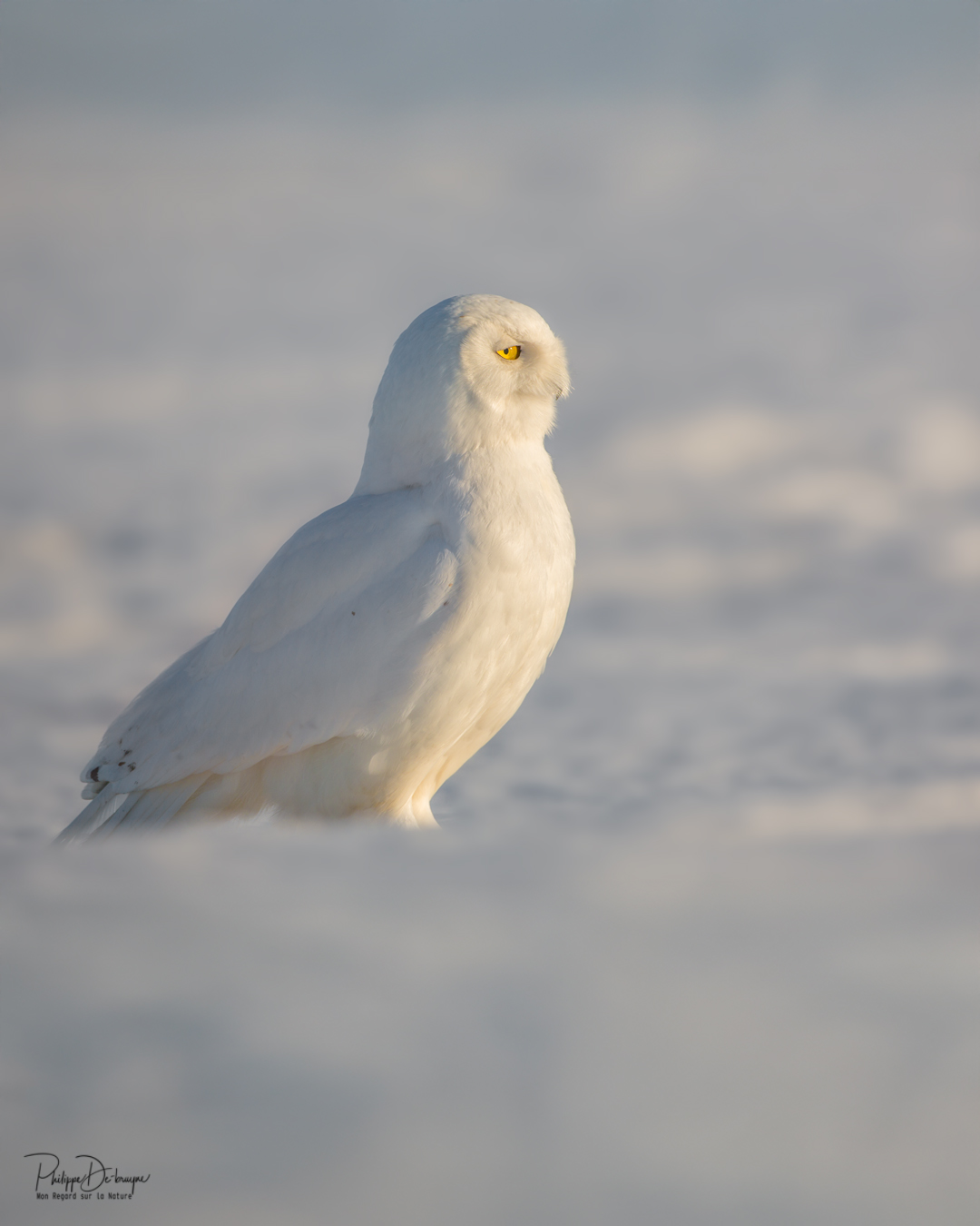Immaculé ou presque !!
Le Harfang des neiges mâle se distingue des femelles avec son plumage complètement blanc ou presque !!
Philippe DE-BRUYNE© Mon regard sur la nature
Je vous offre une réduction de 15% avec le code 15%
La vente d'impression est un excellent moyen de m'encourager 🙏