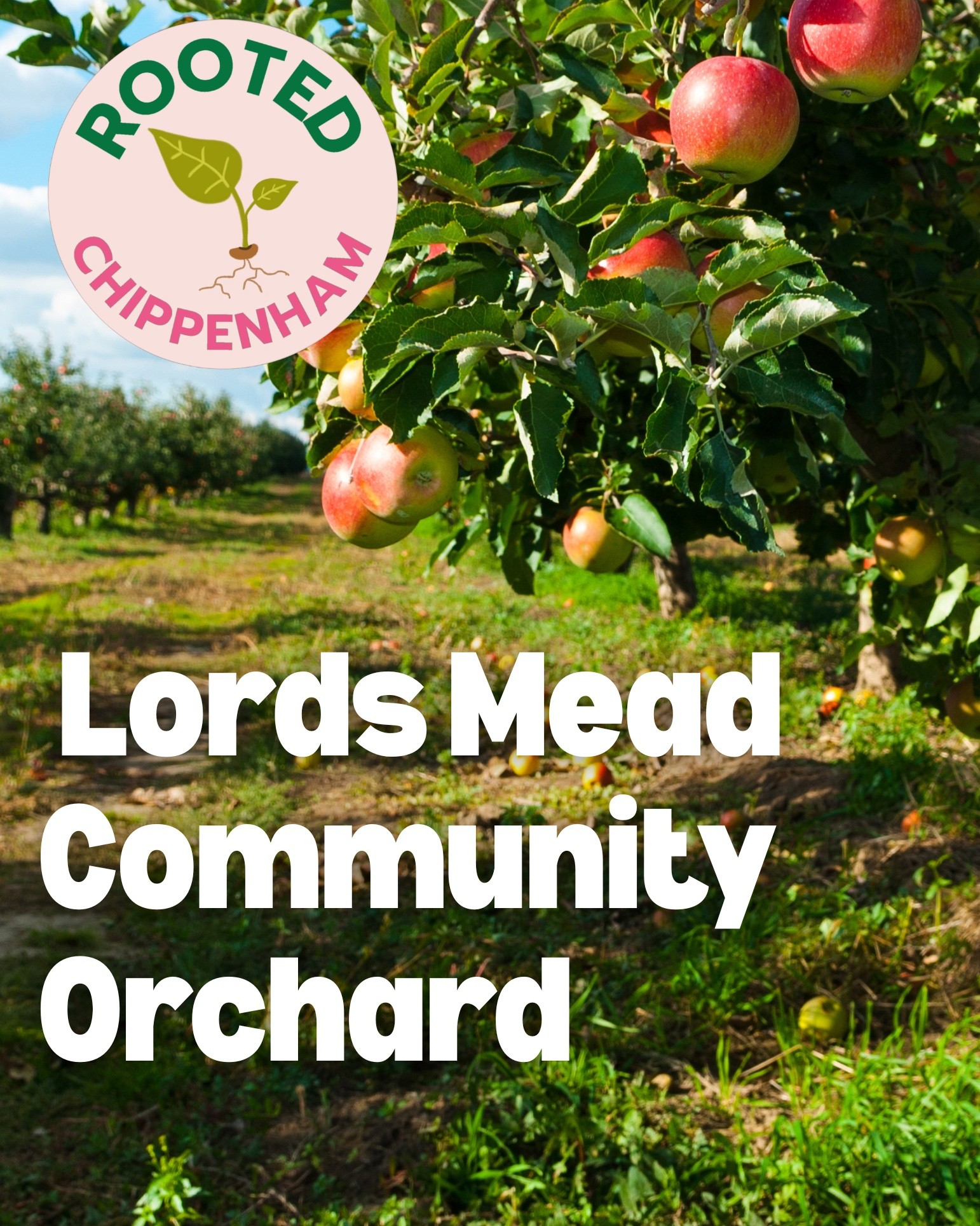 Lords Mead Community Orchard
🍎 Planting Day 🍐
Come along and help establish a brand new community orchard right here in Lords Mead. We will be playing over 30 fruit trees including varieties of apple, pear, quince, plum, and more!
Whether you stay 20 minutes or the whole morning, every pair of hands makes a difference.
📅 Saturday 28th March
⏰ 10:30am – 12:30 (ish)
📍 Where to meet:
Field opposite St Peter’s Church on Lords Mead Road
(See map above 👆)
📌 What3Words: ///poses.ironic.arena
🛠️ What to bring (if you can):
Spade
Gardening gloves
Suitable footwear
(Don’t worry if not — we’ll have spare spades available!)
🌳 Why come?
Help plant the roots of something special for the community — future fruit, shade, wildlife, and a shared space we can all enjoy.
Bring friends, family, or just yourself. Everyone welcome 💚
This new orchard has been made possible by a grant from @chippenhamtowncouncil and the incredible @freelyfruityuk 🌞
Lords Mead Community Orchard