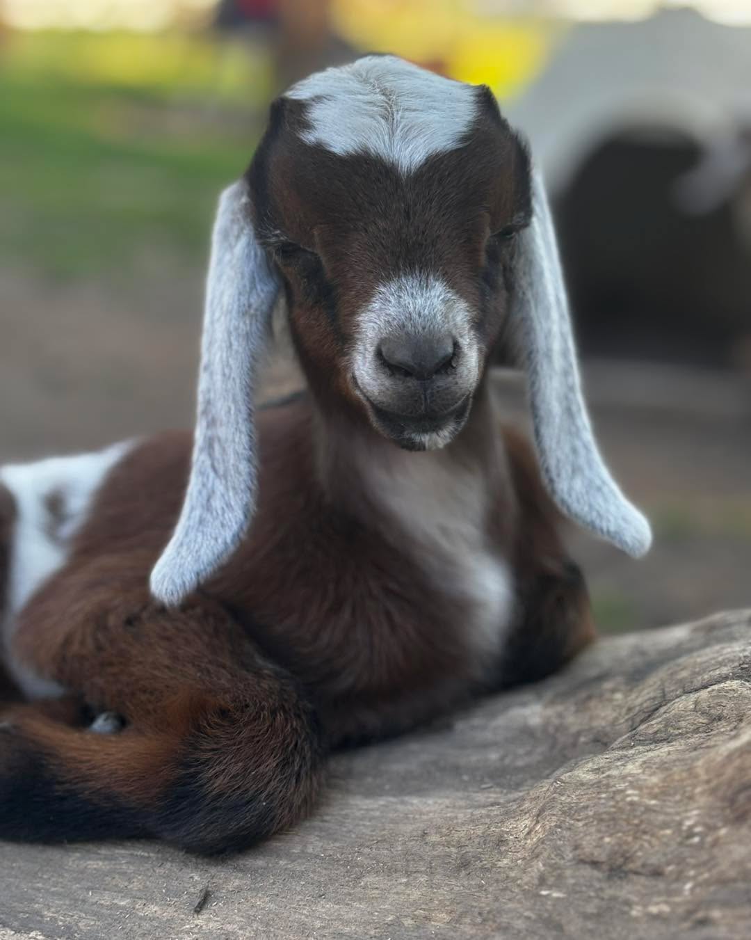 Palo Cedro CA. Bottle babies available. Registered mini Nubian doelings, buckling and wethers to approved bottle homes. Yearly tested clean herd. Please message with interest www.frogfarms.net