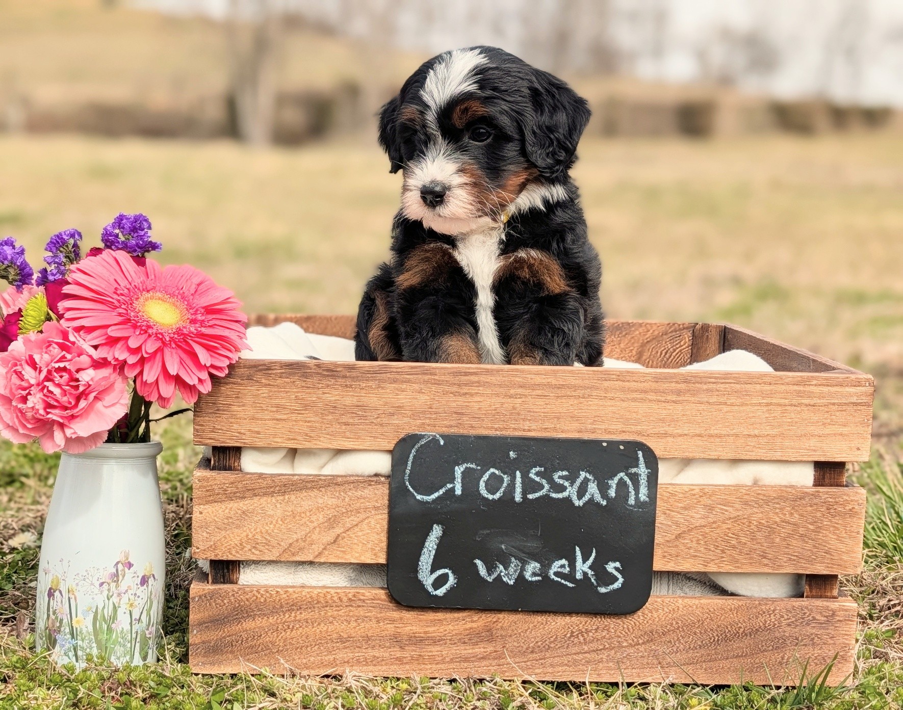 This sweet boy is still needing a forever home! RTG now! Estimated to be 30-35#. Playful yet super snuggly and affectionate.
#bernedoodles #bernedoodlesofinsta #puppylove #minibernedoodles #bernedoodlepuppies #doodles #puppyoftheday