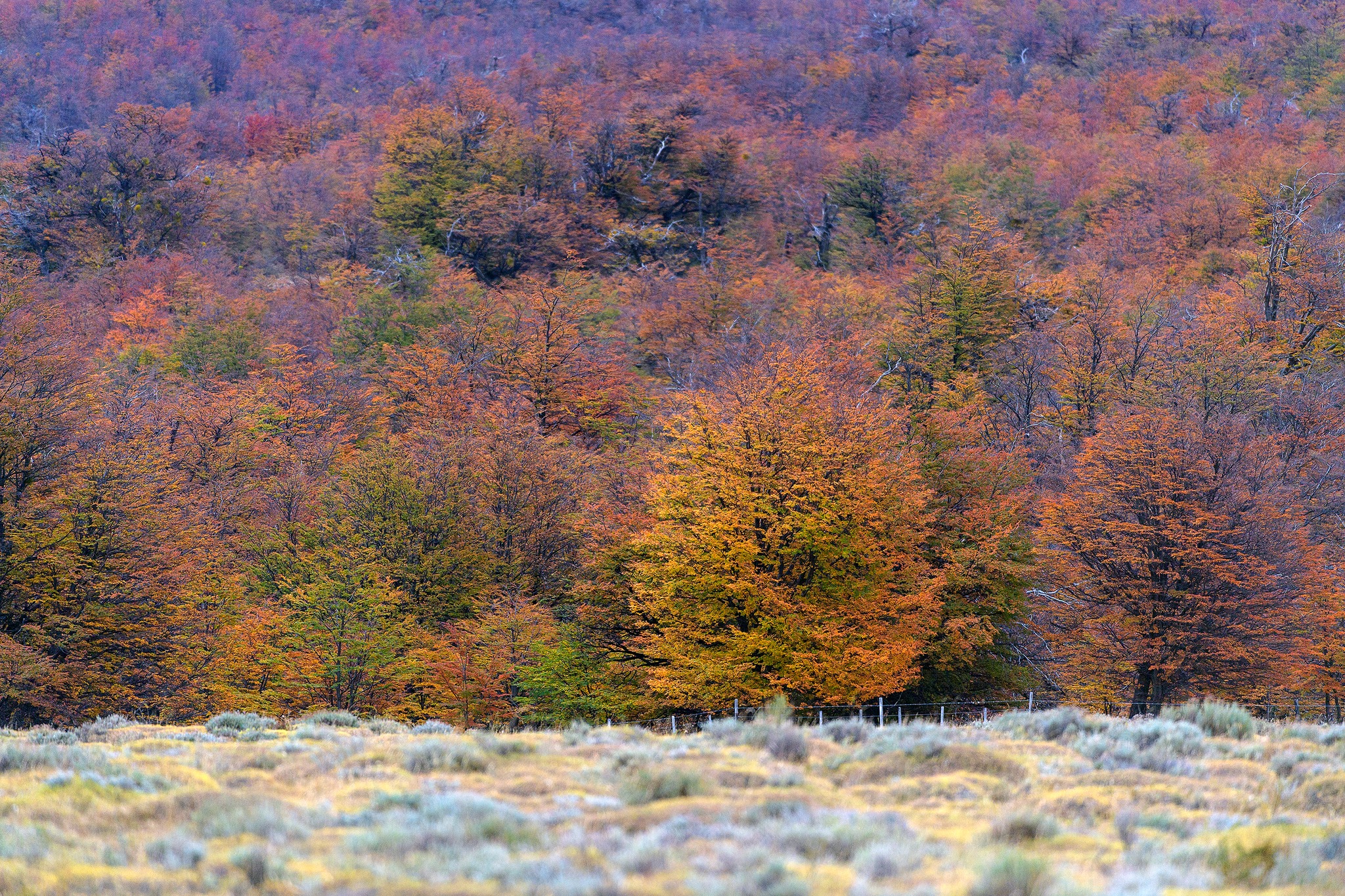 El otoño llega a la Patagonia 🍂🌄
Los días se acortan, los atardeceres se tiñen de tonos cálidos y el paisaje se transforma en un espectáculo de colores.
Es tiempo de preparación para la vida silvestre. En Cerro Guido, cada rincón refleja la magia de esta estación y la resiliencia de la naturaleza.
-
Autumn arrives in Patagonia 🍂🌄
Days shorten, sunsets glow in warm hues, and the landscape transforms into a canvas of colors.
It’s a season of preparation for wildlife. At Cerro Guido, every corner reflects the magic of this season and the resilience of nature
📸 @piavergarafotografia @agurosello
#Otoño #VidaSilvestre #Conservación #Naturaleza #Patagonia