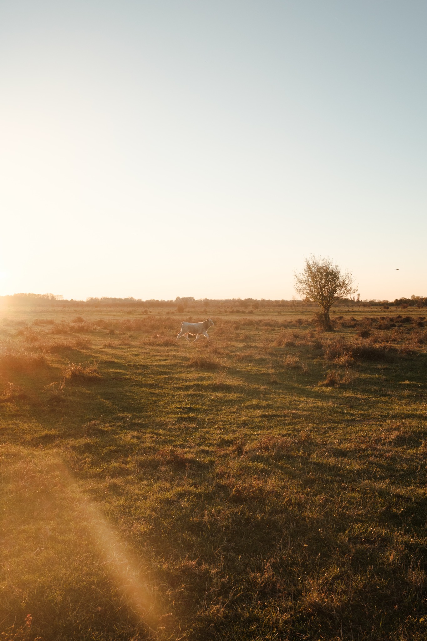 Zasavica je bliže nego što misliš i miriše na proleće.
Offline je novi luksuz.
Reset koji ti treba ne nalazi se u gradu. Nalazi se u tišini, prirodi i jednostavnim trenucima.
Buzzoffski Concept ti pruža prostor da usporiš, sa kim god ti poželiš i bilo kada. ☘
Za više informacija pišite nam u DM.
Rezervacije putem sajta: www.buzzoffski.com Dobrodošli!🌿