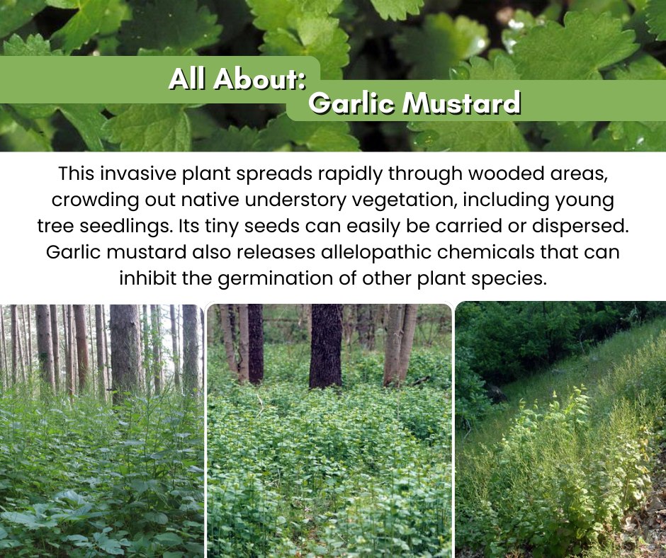 It's hard to imagine anythig but snow right now, but spring plants will show up soon! Many invasive species show up before native ones, making it harder for the native plants to thrive.
Garlic Mustard is one of those plants! Here is some information about Garlic Mustard, and how to identify it.
Want to help make a difference for your local ecosystem? Keep an eye out for one of our volunteer events where we remove invasive Garlic Mustard! Starting in early spring, we will be holding Garlic Mustard Work Days, where you can help us stop the spread of this invasive species!
#garlicmustard #volunteer #invasivespecies #foresthealth