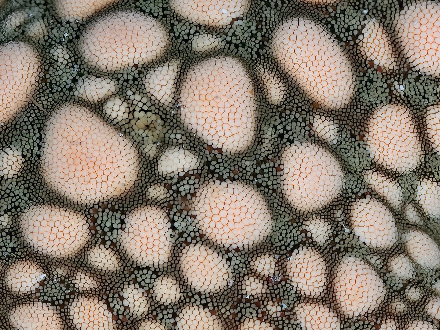 ๐๐๐ ๐๐ ๐ ?????
Who as an idea what critter this pattern belongs to ? Let us know in the comments
๐ธ John Warmington
๐๐๐๐ง ๐ญ๐จ ๐๐ข๐ฏ๐ ๐๐ง๐ ๐๐ข๐ง๐ ๐ง๐๐ฐ ๐๐ซ๐ข๐ญ๐ญ๐๐ซ๐ฌ?
Message or visit our webpage for more details at:
๐๐๐.๐ฐ๐ฟ๐ถ๐๐๐ฒ๐ฟ๐๐ฝ๐ผ๐๐๐ฒ๐ฟ.๐ฐ๐ผ๐บ
Why not relax and spend a few days away โ dive and stay at Karma Waters Villa
๐ต๐๐๐ฝ๐://๐ฎ๐ถ๐ฟ๐ฏ๐ป๐ฏ.๐ฐ๐ผ๐บ/๐ต/๐ธ๐ฎ๐ฟ๐บ๐ฎ๐๐ฎ๐๐ฒ๐ฟ๐
#VanuatuMoments #DiveVanuatu #KarmaWatersVanuatu #reefcritters #underwaterphotography