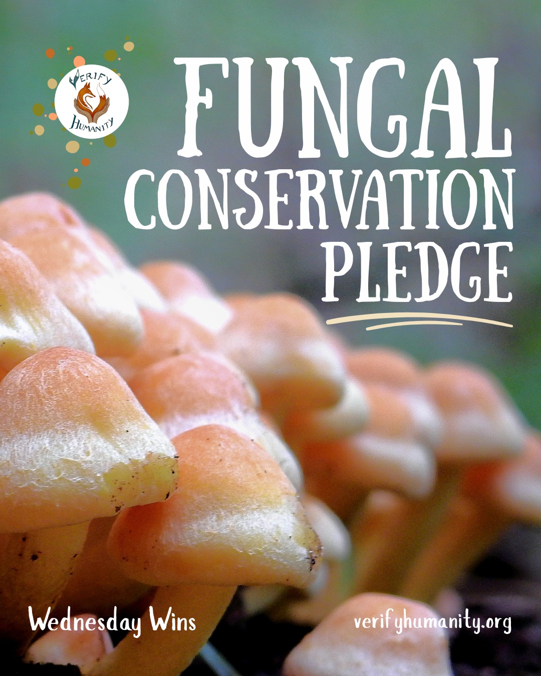Our #WednesdayWins! 🌿
This week, we are celebrating the Fungal Conservation Pledge, which calls for global action to protect fungi. In the world of conservation, we are often surrounded by bad news, so let's celebrate our victories! Use our #WednesdayWins hashtag to get involved!
The pledge recognises that the fungi kingdom is often underrated; however, this kingdom is the source of all healthy nature. Fungi play a vital role not just in ecosystems but also in human needs. Being used in medicine, such as penicillin, a variety of foods, fermentation and cultural practices. Despite their constant presence in our world, the fungi family are overlooked when it comes to conservation and protection. It is key that we use resources to further research fungi, as millions of species exist, yet very little has been studied.
Thank you to the UK Government for sharing this brilliant news! #WednesdayWins, which we love!
Source
UK Government - Fungi Foundation - https://assets.ffungi.org/FungalConservationPledge2024_EN.pdf
#funginews #fungalconservationpledge #fungi #nature #ukfungi