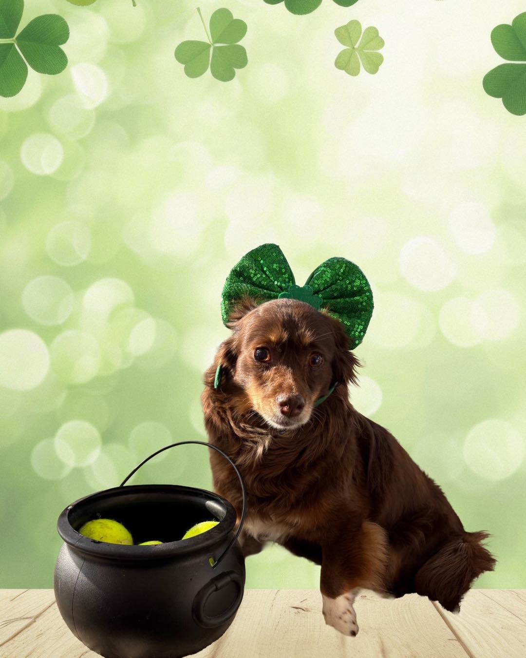 St Pawtrick’s Day Pt. 2 🍀