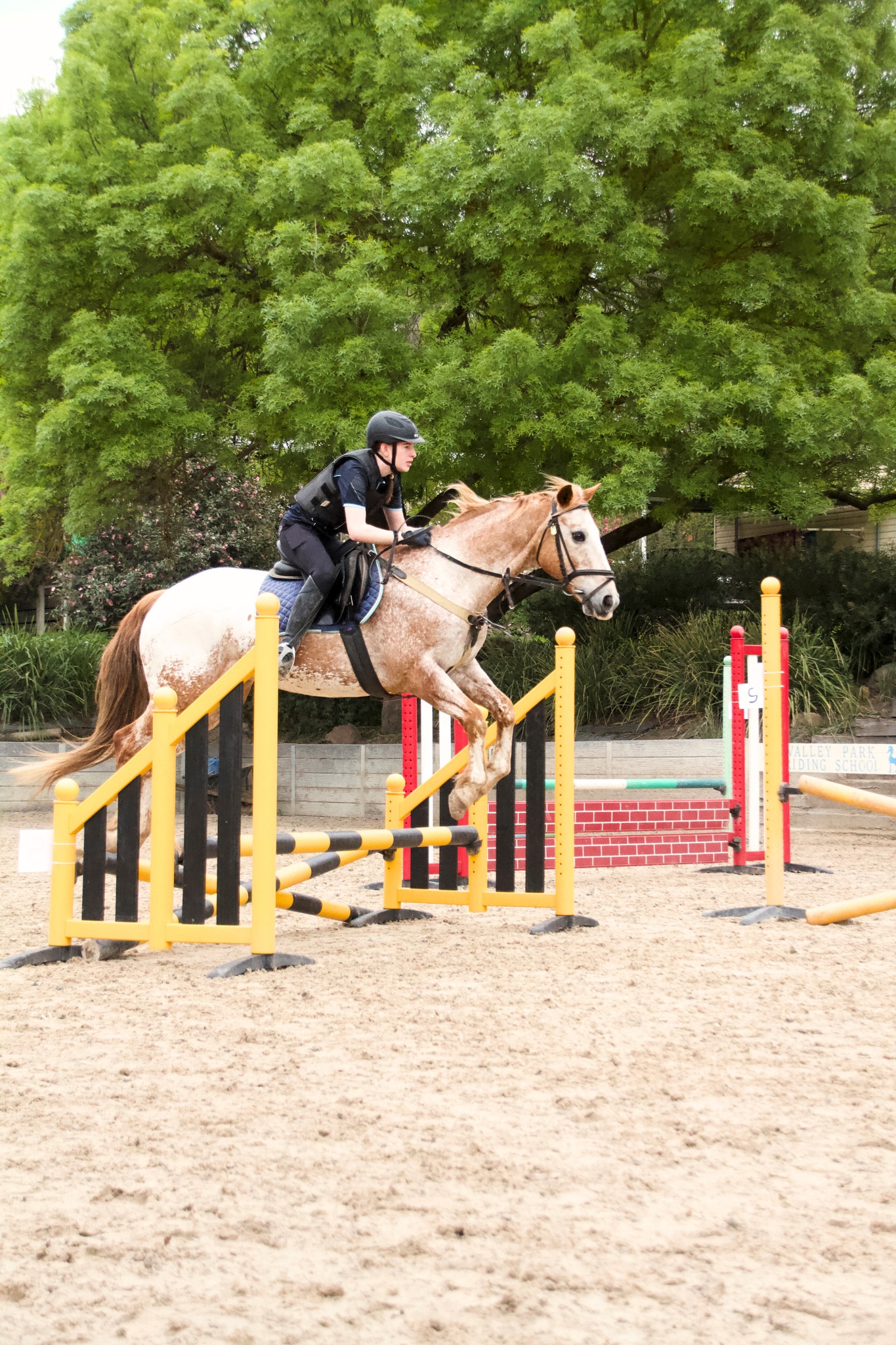 Jump into school holidays at Valley Park✨
On top of running casual lessons we offer Holiday Programs, perfect for children aged 6-13 of all riding abilities!
• 9am-3pm
• 3 hours of riding each day
• learn horse handling, riding skills & fun theory
• creates friendships and social skills with like-minded kids
Upgrade to our Farm Experience
• opportunity to catch, feed, rug and care for our ponies
• encourages responsibility through hands-on horse care and handling
AM | 8am-9am
PM | 3pm-5pm
Week 1: 7-10 April
Week 2: 13-17 April
Spots fill quickly, don't miss out!
☎️ 0475000088
📧 info@valleyparkriding.com.au
👩💻 https://www.valleyparkriding.com.au/holiday-programs