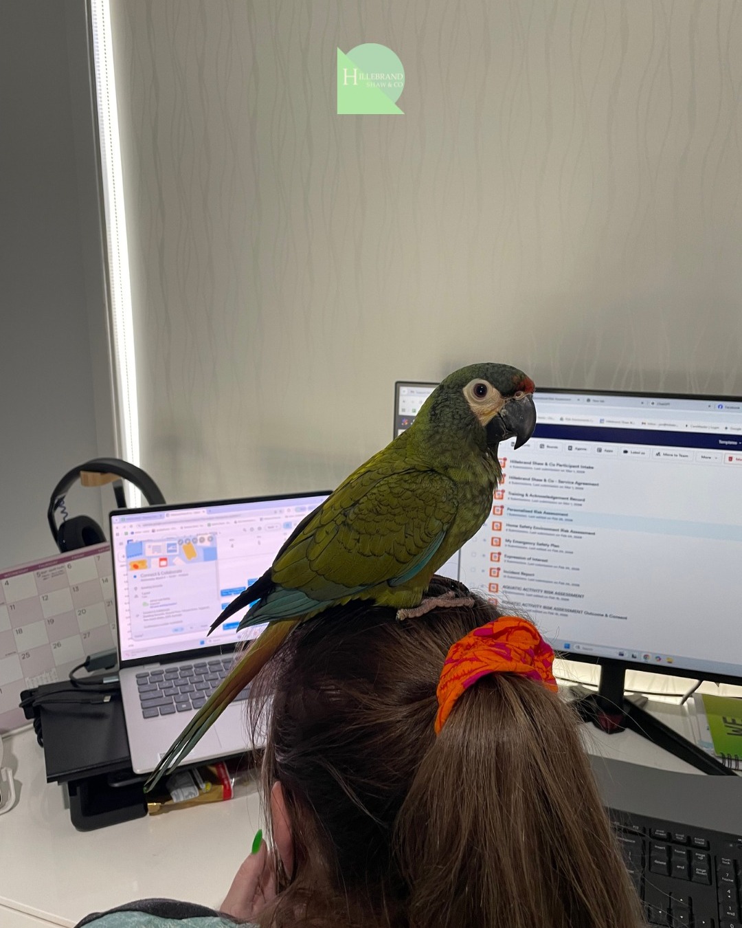 Lulu has been hard at work today 🦜💻
Supervising emails, checking the calendar, and making sure everything is running smoothly.
Every office needs a good manager!