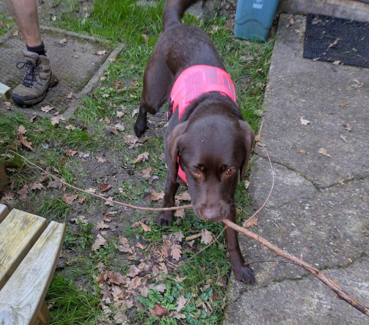 🐾 Meet Nala, our wonderful therapy dog, lending a helping paw at our Gaddesden site!
Today she joined our secondary students as they got stuck into clearing out the allotment space — and it’s safe to say she took her role very seriously (especially when it came to stick collecting! 🌿🐶).
We’re so proud of our students for their teamwork and hard work, and grateful to Nala for bringing plenty of smiles along the way. 💚
#RedbournParkSchool #TherapyDog #SchoolLife #OutdoorLearning #Wellbeing #Teamwork