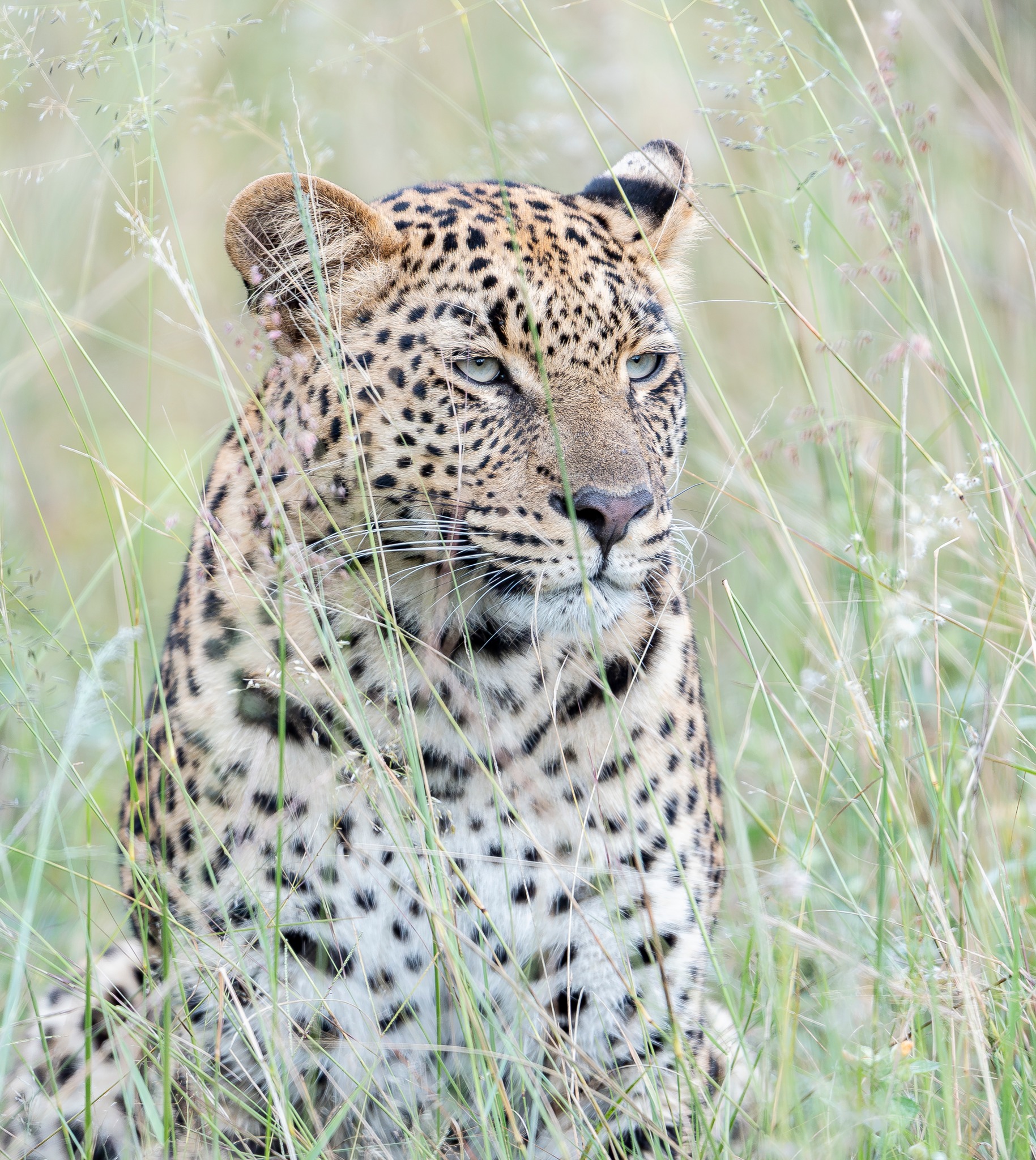 Quiet, watchful, and completely in control. Not every moment in the wild is loud - some are fleeting and unforgettable.
#57Waterberg #SafariMoments #LeopardSightings