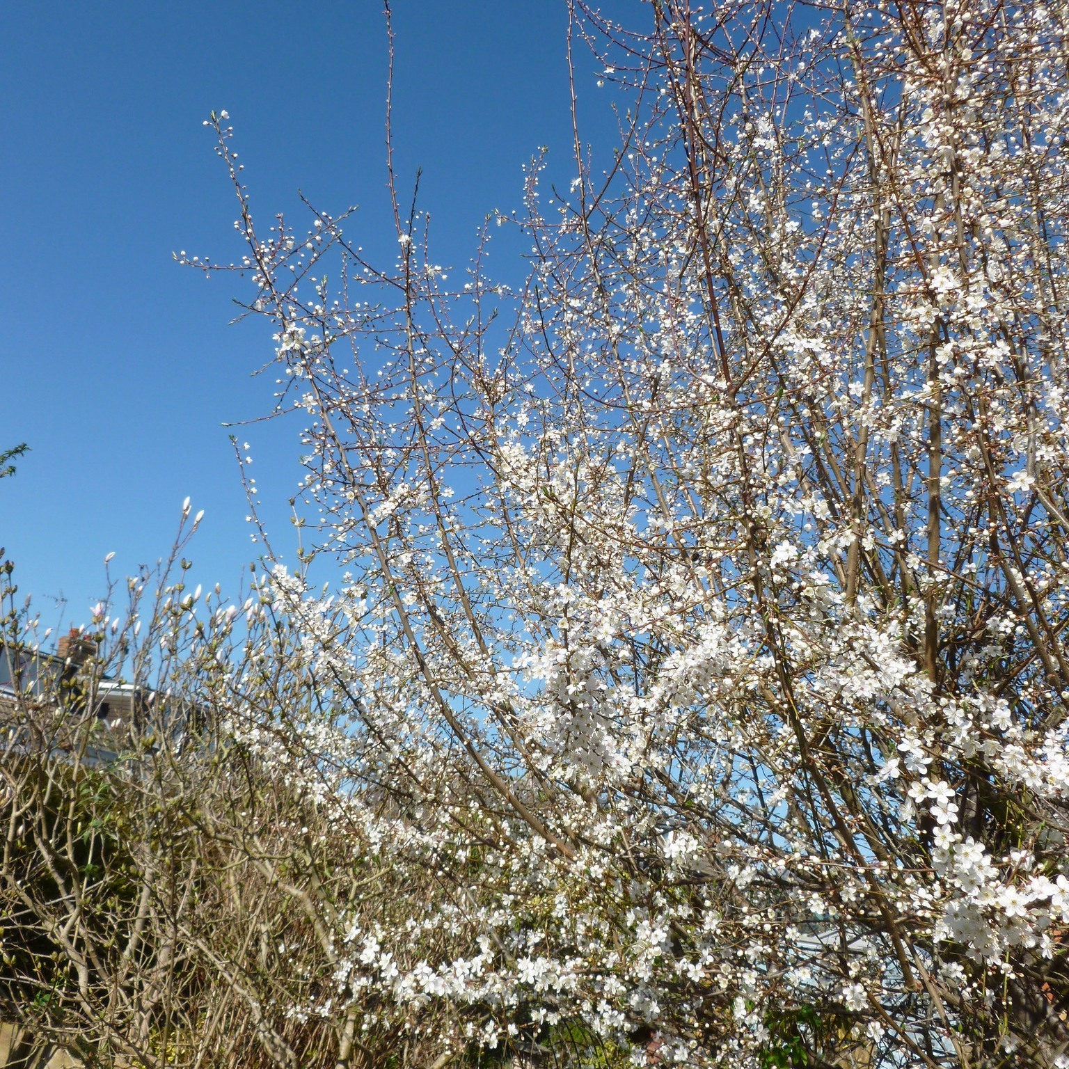 Today's sunshine brought the plum blossom out. Lovely to see against such a blue sky.
#sunshine #plumblossom
