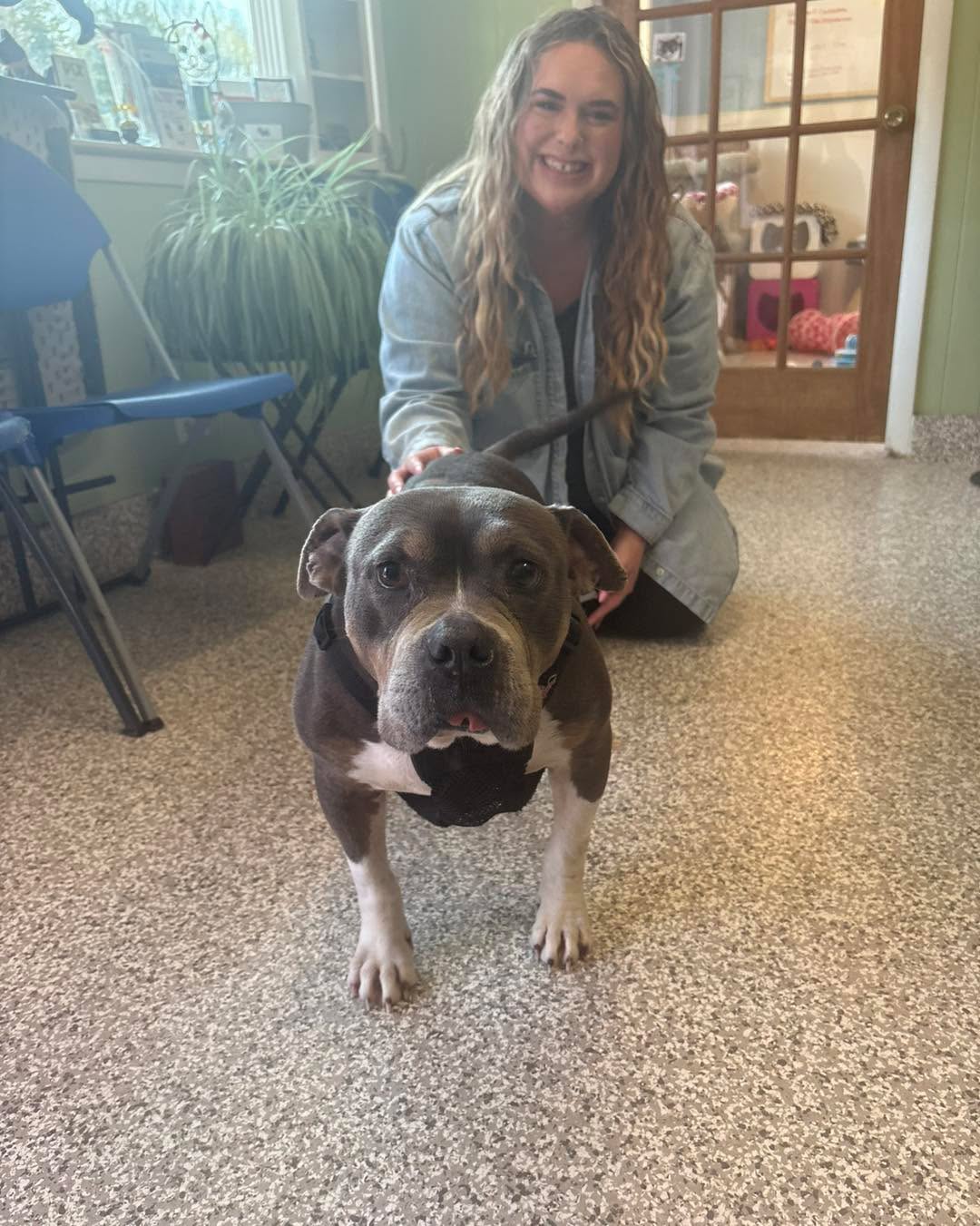 Remember sweet senior Jedi? He is our 10 year old American Bulldog mix that also tested positive for Heartworms. He went into foster care last month and now his foster family realizes they can't live without him. He received his first Heartworm injection on Friday and has now gone back to his family as a "foster to adopt" until he is finished with his treatment. We are so happy for him that he gets to recover in the comforts of home with the family he already knows and loves as his own💙 #heartwormpositive #heartwormawareness #heartwormtreament #adoptaseniordog