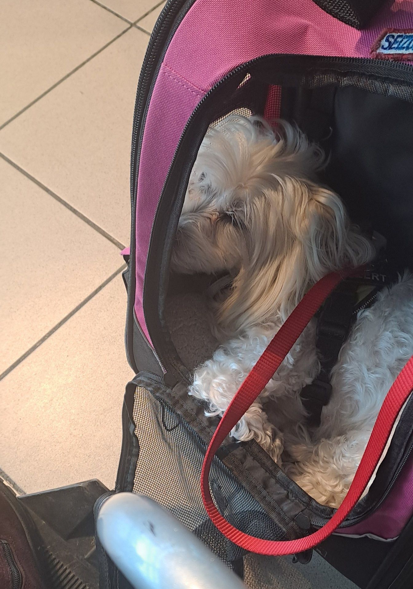 Tunie and I had an amazing time, once again with our buddies in Quintus !✨✨
Our tour ended today and Tiny Monster and I are at the airport to begin our journey home. The travel for this week is with SAS so we have to go via Oslo. We've got a short layover and then home to Ålesund. I'm relieved to know that the massive fire that was burning at the end of the city is now under control. Quite a few friends have contacted me to find out if Fuzzy and I are okay. We are.
This was a scary situation. Preparedness was the saving grace with this fire. In 1904, a fire blazed in Ålesund that burned the city to ashes. That's a history no one ever wants to see in repetition.
Fuzzy, we're heading home, baby!!💜💜😘😘
My little old lady is worn out and ready to be home ✨