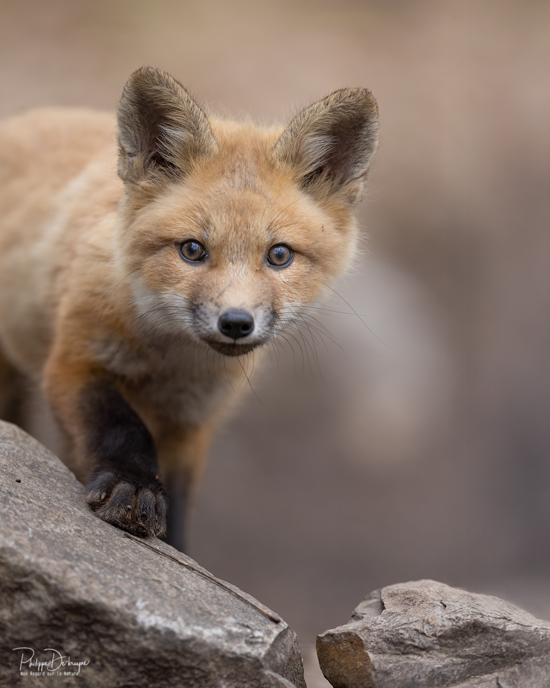Tic-Tac encore un peu de patience avant les petits rouquins curieux 🦊
Philippe DE-BRUYNE© Mon regard sur la nature
Je vous offre une réduction de 15% avec le code 15%
La vente d'impression est un excellent moyen de m'encourager 🙏
