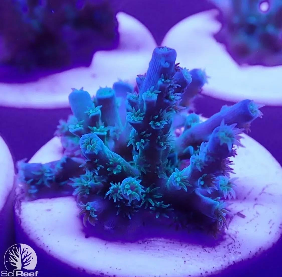 #tropicmarintanks
Very nice shot from @scireef 💕
Do you also have such great corals in your tank? Tag your post with #tropicmarintanks.
#tropicmarintanks #tropicmarin #tropic_marin
#eatsleepreef #allmymoneygoestocoral #reefporn
#coralporn #reefaholics #aquarium #saltwateraquarium #nanoreef #reeftanks #euroreefers #reef2reef #reefers4reefers #vitaminsea #seafari
@tropicmarinusa @tropic_marin_br @tropic_marinarg
@tropicmarinperu @aquarium_planet_cr @scireef @aqua.united.gmbh