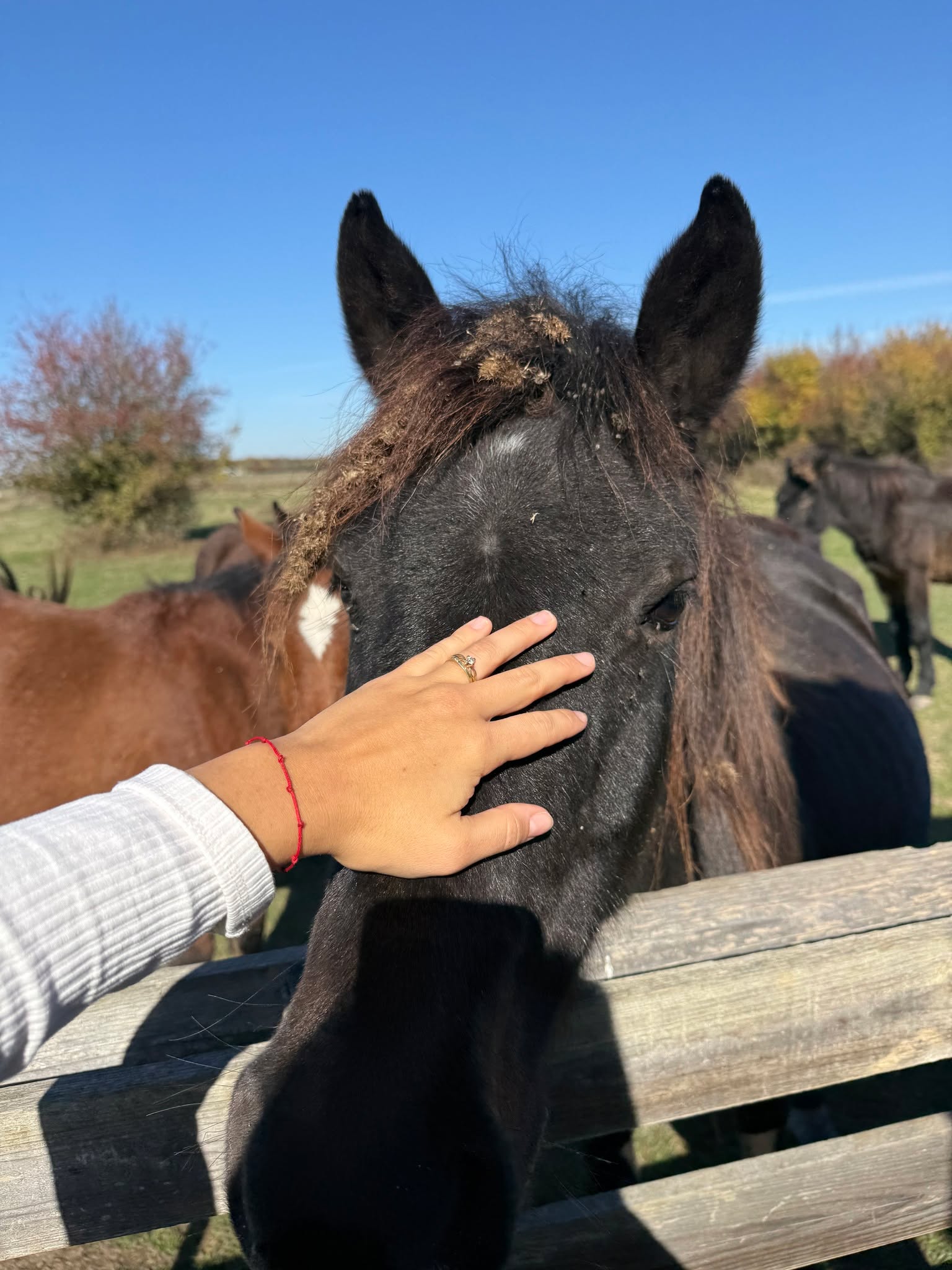Postoje nedelje koje ne pamtiš po obavezama,nego po osećaju koji ti donose.
Po suncu na licu, tišini koja umiruje i trenucima koje deliš sa onima koje voliš.
U Parku prirode Zasavica, naš Buzzoffski concept je osmišljen upravo za takve dane.
Za usporavanje, za boravak u prirodi, za jednostavno uživanje bez žurbe i bez buke.
Ovde se dani ne planiraju, već se žive. 🌸
Za više informacija i rezervacije, posetite www.buzzoffski.com ☘