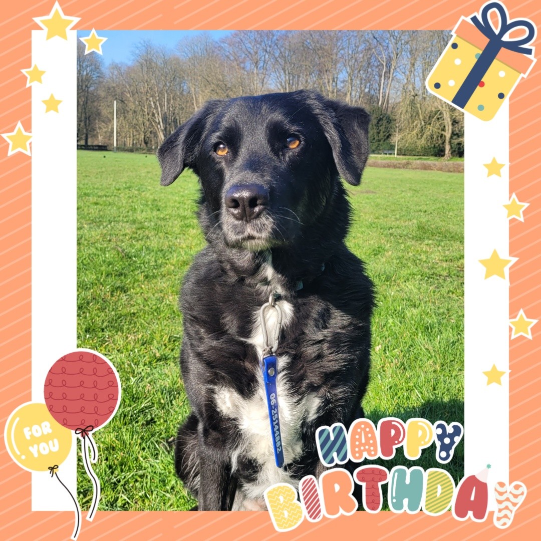 🥳Hiep hiep hoera, maandag is Toos 8 jaar geworden en voor vandaag had ze iets lekkers mee genomen voor haar uitgeraasd vriendjes 🤗
🐾 Toos, Lio, Lupo, Yara en Jarre