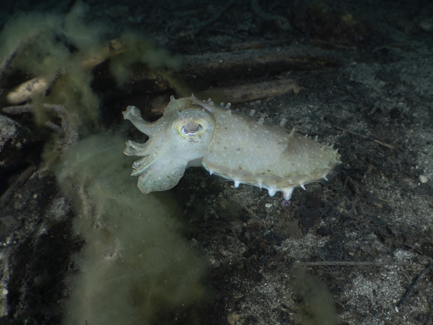 ๐๐ก๐ข๐ฌ ๐ข๐ฌ ๐ฐ๐ก๐๐ญ ๐ค๐๐๐ฉ๐ฌ ๐ฎ๐ฌ ๐ข๐ง ๐ญ๐ก๐ ๐ฐ๐๐ญ๐๐ซ
(๐บ๐๐๐๐๐ ๐๐๐๐๐๐๐ ๐๐๐ ๐๐๐๐๐๐ ๐๐ ๐๐๐ ๐๐๐ ๐๐๐๐๐ ๐๐๐๐๐!)
Yesterday was one of those dives where time just disappears.
Calm water.
Good visibility.
And plenty to look at.
We spent a long time with this small cuttlefish, moving slowly through debris washed out after the last weather system. What stood out wasnโt just the animal โ it was how relaxed it was.
It stayed with us.
Came right up to the lens.
And carried on hunting as if we werenโt there.
The more time you spend like this, the more you start to notice.
A slight shift in colour.
A pause.
Then the moment โ a quick extension of the feeding tentacles and the strike -- over in an instant.
This is the part we enjoy most.
Not rushing.
Just watching what unfolds.
And itโs something we share with guests who spend time in the water with us.
๐ธ John Warmington
๐๐๐๐ง ๐ญ๐จ ๐๐ฑ๐ฉ๐๐ซ๐ข๐๐ง๐๐ ๐ข๐ญ ๐๐จ๐ซ ๐ฒ๐จ๐ฎ๐ซ๐ฌ๐๐ฅ๐?
Links in bio to learn more or get in touch
Why not spend a few days with us โ dive and stay at Karma Waters
#underwaterphotography #reefcritters #DiveVanuatu #VanuatuMoments #KarmaWatersVanuatu