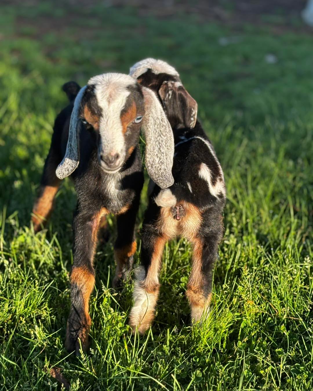 Palo Cedro CA registered mini Nubian doelings These two tiny sisters have some hugely great genetics! 5th generation At birth they were just 2 and 3 pounds. They are in a bottle and doing great. Would love to have them leave together to an approved bottle feeding home. Dam: J3 farm OR Juniper (Eveland farms Maple *p x Cherrywell Orion’s Belt *b) Sire:Open hand acres Orion’s Belt *b ( Goat trails remember the victory*b x goat trails spirits sparkling tinsel 3*p) clean tested herd