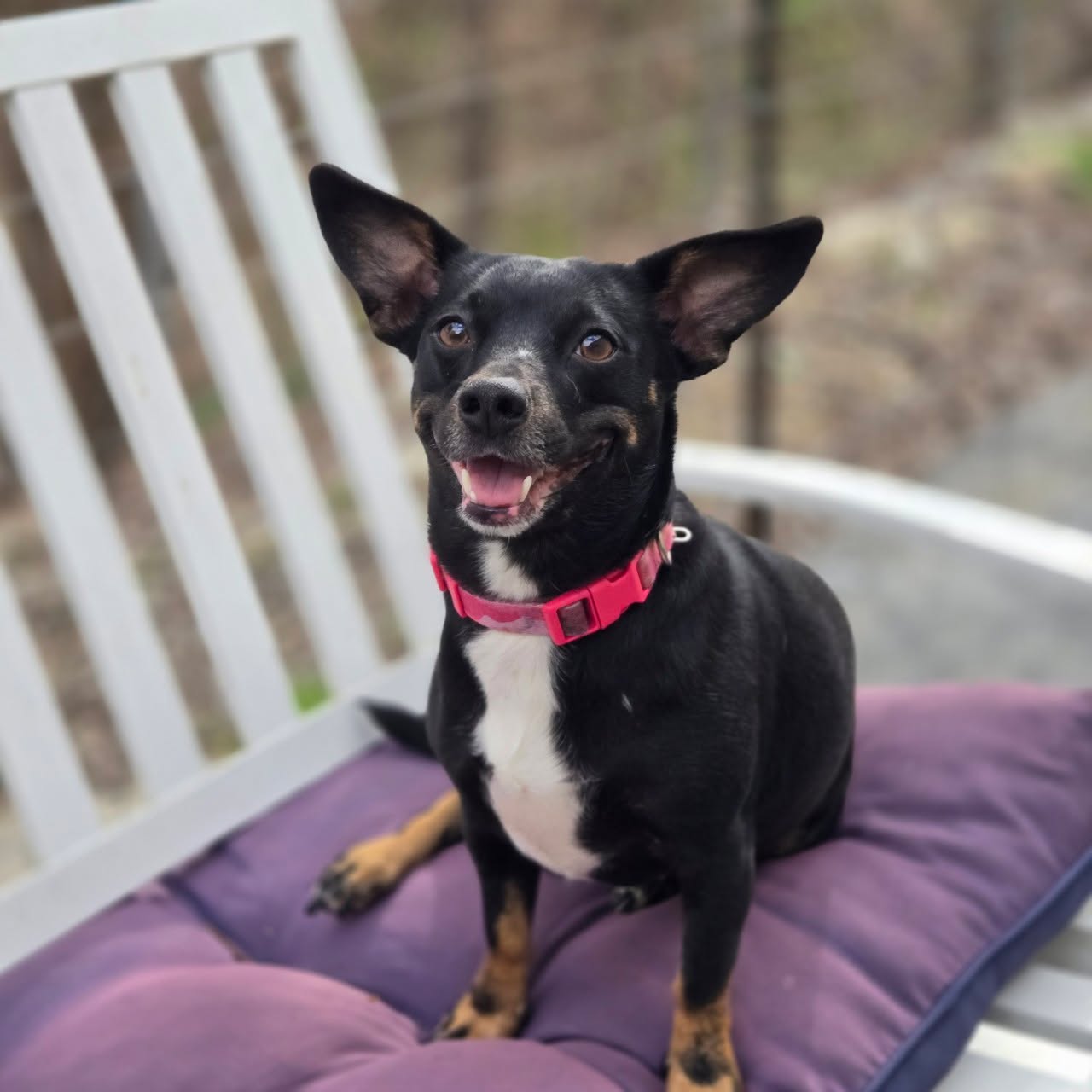 🌟LOVELY LACY 🌟
Lacy is a sweet little chiweenie girl who is just waiting for her chance to truly shine outside of the rescue. 💔 While we love her dearly, the busy kennel environment just isn’t where this little lady thrives… she’s feeling a bit lonely and would do so much better in a home.
This girl is all about the simple joys in life ☀️🐾
✨ Sunbathing in a cozy spot
✨ Curling up in a warm lap
✨ Being your little shadow and companion
She is dog-friendly with small dogs so far, and would love a calm, loving home where she can relax and feel safe. She’s not a fan of cats, so a cat-free home is a must.
Lacy is heartworm positive, and having a home to go through her treatment in is not only recommended—it makes a huge difference in her comfort and recovery. 💛 Don’t worry—we cover all treatment costs.
We think Lacy is around 3–4 years old, and she’s ready to soak up all the love she’s been missing.
💛 Fostering and adopting saves lives—and for Lacy, it would mean everything.
If you can open your home to this sweet girl, please apply here:
👉 www.scdrm.com/foster or www.scdrm.com/adopt
Let’s get Lacy out of the kennel and into a home where she belongs. 🏡🐶
#FosterNeeded #RescueDog #ChiweenieLove #SecondChanceDogRescue #FosterSavesLives #fosteringsaveslives #adoptdontshop #rescuedismyfavoritebreed #RescueDogs #doglover #dogs #rescuedogs #adoptionsaveslives #cute #rescuedog #FosterDog #Texas