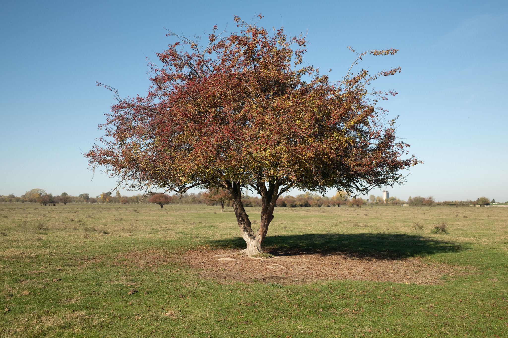 Proleće i duži dani su savršen trenutak da više vremena provedeš u prirodi. 🌞
Sve cvrči, zuji, cveta i nekako te prirodno vuče napolje, iz grada, iz rutine, iz svakodnevice.
To je onaj period kada najviše prija sunce na koži, vreme sa porodicom, prijateljima ili voljenom osobom - bez žurbe, bez plana, samo uz trenutke tišine.
Čekamo vas u Zasavici, u Buzzoffski kućicama koje ti pružaju da cvetate, u prirodi i miru.
Za više informacija i rezervacije, posetite naš sajt www.buzzoffski.com 🌿