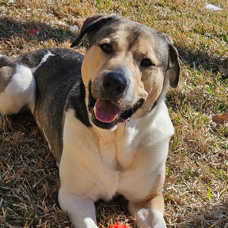 💙 Meet Kismet 💙
Kismet (59692650; 3 years old, HW-, neutered, 70 pounds) is the absolute sweetest boy with the gentlest soul. He’s incredibly in tune with his people—an expert at reading the room and always ready to give you a big ol’ hug if he senses you’re feeling down.
This handsome guy could play fetch for hours, and when he’s ready to relax, he’s happiest curled up in your lap with his favorite squeaky ball (which he treasures very seriously 😂).
Kismet is fully house trained and kennel trained. He isn’t a big fan of cats, but he’s shown he can redirect easily with guidance. He came in with his brother and has done well with other dogs—he lived with a young female and a senior lab and got along great once he built trust.
The best part? Kismet absolutely loves everyone he meets. He knows basic commands, listens beautifully, and is a quick learner. He truly just wants to be with his person.
He’s also not much of a barker—only speaking up if he’s sad to see you leave for the day. When left home alone, he does great in his crate, and when you’re home, he’s calm and non-destructive (unless you count enthusiastically loving on his toys 🤣).
If you’re looking for a loyal, loving, and deeply devoted companion, Kismet is your guy.
Kismet is available for adoption, foster, or rescue through Fort Worth Animal Care & Control and is currently located at the PetSmart Hulen Adoption Center. If you’d like to meet this handsome dude, please email FWACCfoster@fortworthtexas.gov or FWACCadopt@fortworthtexas.gov!