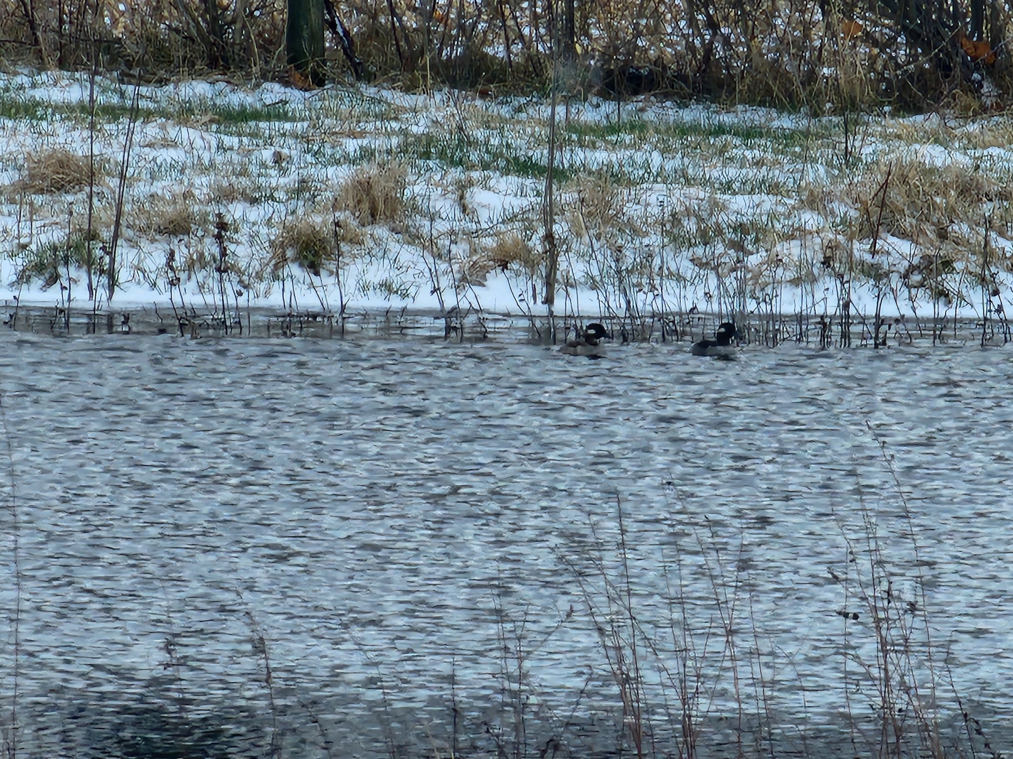 At least someone is enjoying this weather
Does anyone know what kind of ducks these are? They were tiny and adorable 😍
#springplease #FarmLife #TheShireFarm