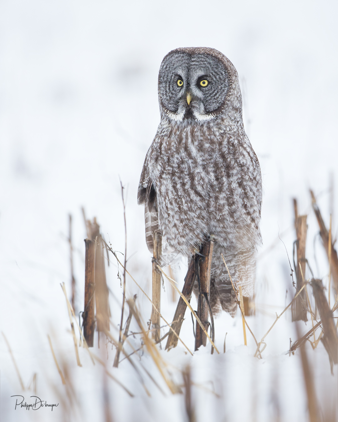 Quoi de mieux qu'un vieux champ de tournesol pour chercher son repas ? 🦉
Philippe DE-BRUYNE© Mon regard sur la nature
Je vous offre une réduction de 15% avec le code 15%
La vente d'impression est un excellent moyen de m'encourager 🙏