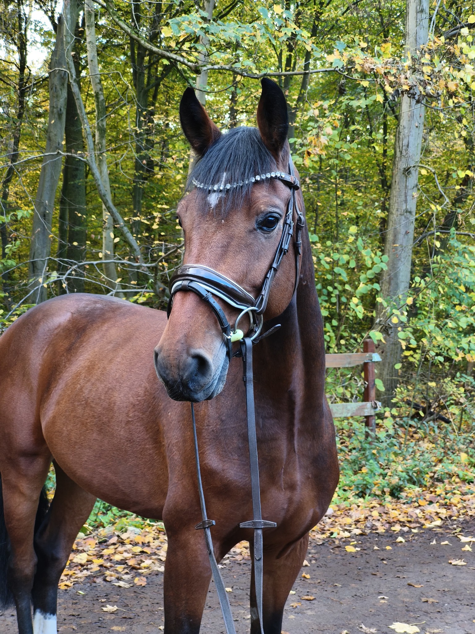 Verkaufspferde & aktuelle Pferdevideos 🐎
Aktuelle Eindrücke, Videos und Stories zu unseren Verkaufspferden
findet ihr ab sofort hauptsächlich auf Instagram.
👉@maresi_lange
Dort teilen wir regelmäßig kurze Clips, Highlights und Updates zu den einzelnen Pferden.