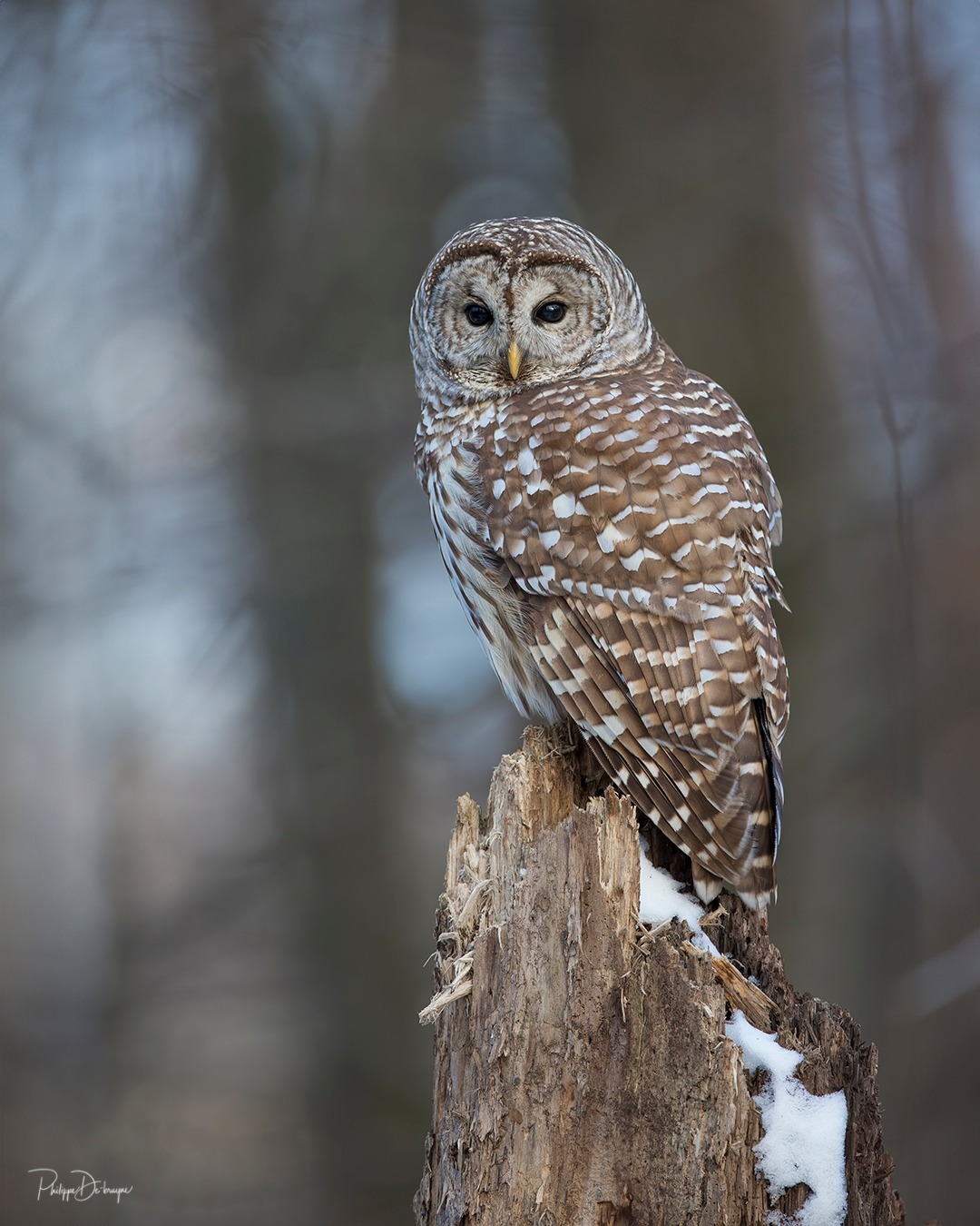 Une chouette rayée sur son trône 🦉
Philippe DE-BRUYNE© Mon regard sur la nature
Je vous offre une réduction de 15% avec le code 15%
La vente d'impression est un excellent moyen de m'encourager 🙏