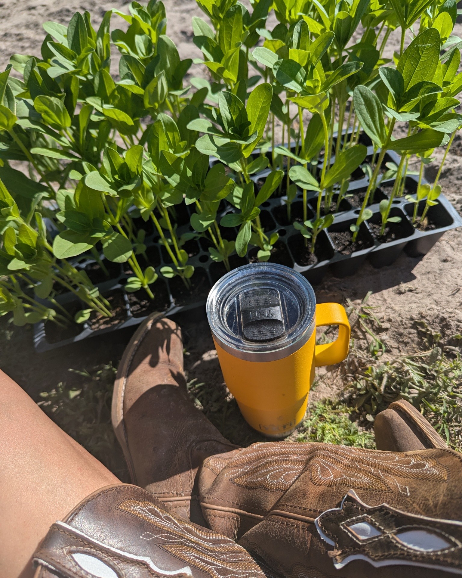 What a beautiful day! This is the weather we dream about! Out of the greenhouse and into the fields our plant babies go. I think they are loving this sunshine filled blue bird day as much as we are. This Spring Sunflower season is going to be A-mazing. See you in May for all the flower picking, sunflower maze exploring, memory making, animal loving, farm fun at @sweetfieldsfarm #upick #Florida #Farm #destinations #farmersmarkets #sweetfieldsfarm #freshflowers #thingstodo #sunflower #maze #farmanimals #fun