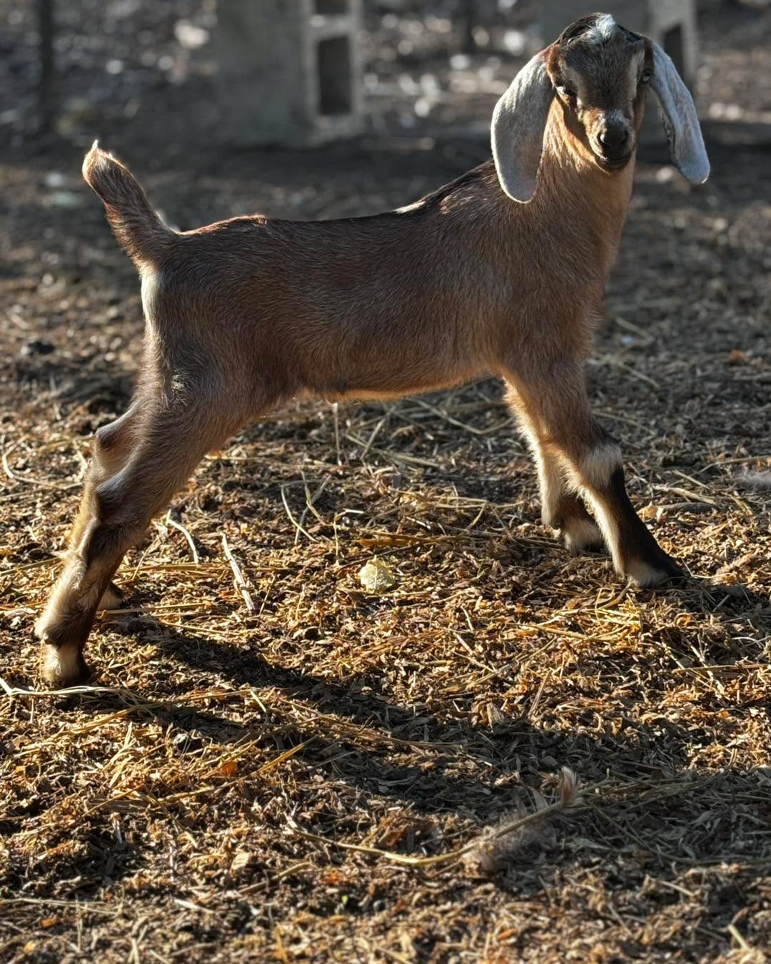 Palo Cedro CA We still have quite a few Registered Mini Nubian kids available. They’ll be ready to go to the end of April. Some with blue eyes -some polled -yearly clean health tested herd Doelings bucklings and wethers. Message for details or check out our website www.frogfarms.net. Just click on available goats.