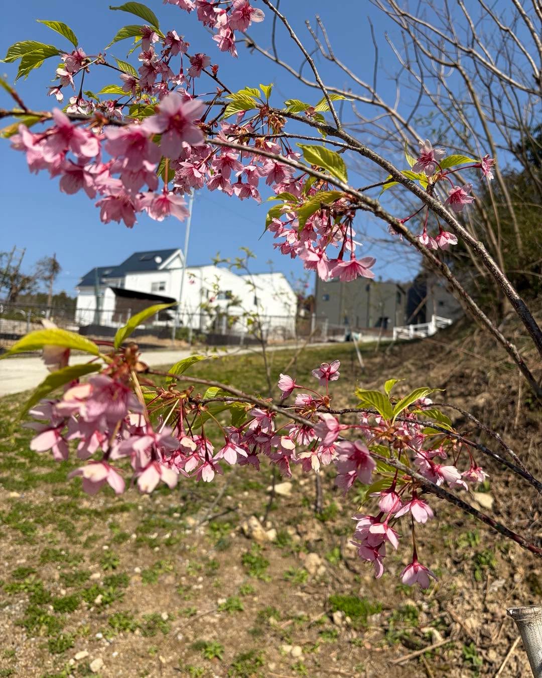 山桜はまだですが、花が咲きはじめました。
さいわいのもり
墓園管理法人眞光寺