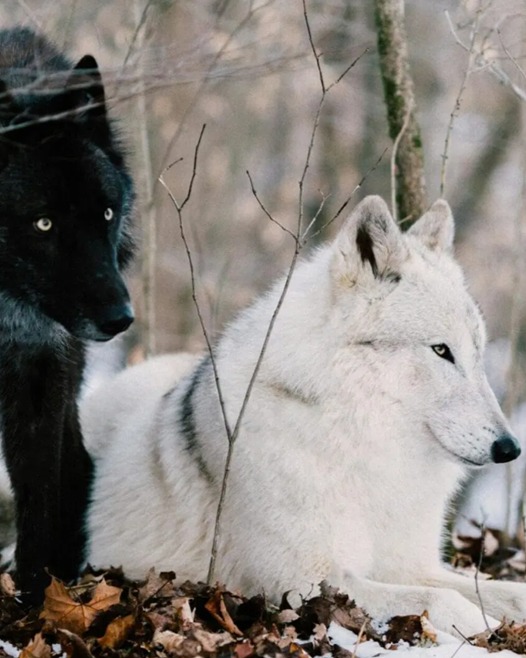 Today's Lenten Meditation: Which Wolf Do You Feed?
There is an old Cherokee parable used to teach their children about good an evil. The parables states that each person is born with two wolves in consuming turmoil fighting to be in control inside each of us. The lesson concludes that the wolf which we feed more, the one we love more, will be the wolf which directs our lives. The parallel of this legend aligns to the consequence of Adam eating the forbidden apple, thrusting humanity on a road requiring us to know good and evil; the lesson is not lost on us. The Indian parable is what’s more instructive because it places the responsibility of our destiny squarely in our hands. We choose which wolf to feed. So, I ask, “Which wolf do you feed?”
Without any hesitation we will likely answer the “good wolf”. Surely such a reply reflects our desires or at least our knowledge of the “right answer”. Are we being truthful if we answer so quickly? What does it really mean to “feed the wolf”?
When we feed an animal, we express a love toward it. The more we nurture and care for it, the greater our love is expressed through our actions. Love is not a static emotion; it cries out for action. Similarly, hate is equally dynamic and demands action. But there is an important difference besides the obvious antithesis of the two. That difference is that love requires a relationship of selfless giving often without consideration of the self, while hate requires only greater self-empowerment and its ability to express power on others. Mark these words carefully.
So which wolf are you feeding? You are likely feeding both wolves, but one will be favored over the other. We are told, “For where your treasure is, there your heart will be also.” (Matt 6:21, Luke 12:34)
Please read the remainder of this Meditation on our website - www.christchurchcolumbia.org/lenten-meditations