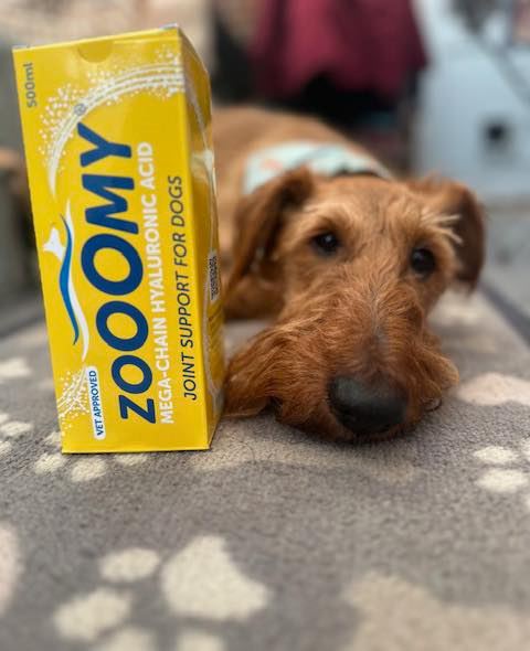 ✨ Let’s talk Zooomy! ✨
I have seen such great results from this supplement in both my own dog and my patients that I have become an affiliate partner and stockist!
So Why do I recommend Zooomy for stiff joints in dogs & cats 👇
🐾 It's made with long chain hyaluronic acid - shown in studies to be absorbed effectively
Other supplements might list hyaluronic acid on their ingredients list, but unless it's long form - there's no evidence to say dogs or cats can even absorb it. And if it's not reaching the joints, it's unlikely to do anything.
🐾 It's tasteless liquid
Easy to add to food, no tablets to hide or capsules to disguise. Most pets accept it happily, which makes it easy for owners to stick with.
🐾 Zero proteins, fats, and sugars
Zooomy contains no proteins, fats or sugars - and no soya, wheat, lactose or shellfish. This super simple ingredients list makes it suitable for many pets with allergies or sensitive digestive systems.
🐾 You can talk to a vet
There are so many supplements on the market, but Zooomy is formulated by vets - and those same vets answer all their customer service enquiries. They can't give veterinary advice, but they can guide you based on science, not gimmicks. And that's a welcome relief.
If your dog or cat is showing signs of stiffness or could use a little mobility support - give Zooomy a try - and see the Zooomy difference! We will be getting stock in soon, so if you would like to order, give us a message for details!