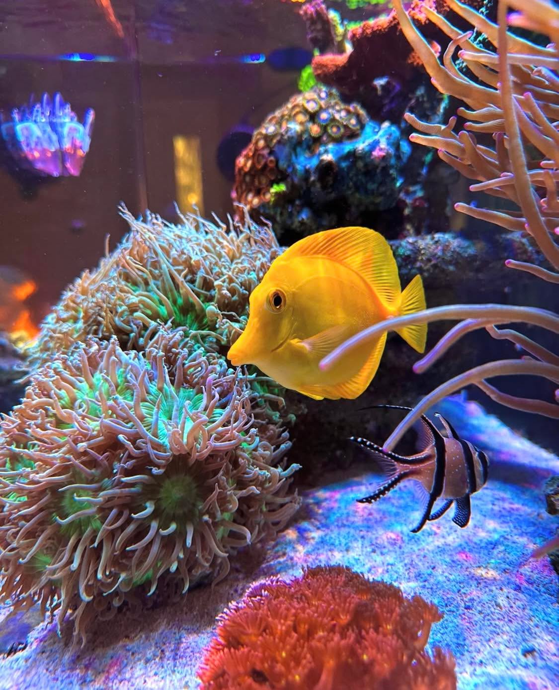 #tropicmarintanks
Amazing tank from @lucidlagoon 😍
You use our products and want to get reposted? Tag your post with #tropicmarintanks.
#tropicmarintanks #tropicmarin #tropic_marin
#eatsleepreef #allmymoneygoestocoral #reefporn
#coralporn #reefaholics #aquarium #saltwateraquarium #nanoreef #reeftanks #euroreefers #reef2reef #reefers4reefers #vitaminsea #seafari
@tropicmarinusa @tropic_marin_br @tropic_marinarg
@tropicmarinperu @aquarium_planet_cr @scireef @aqua.united.gmbh