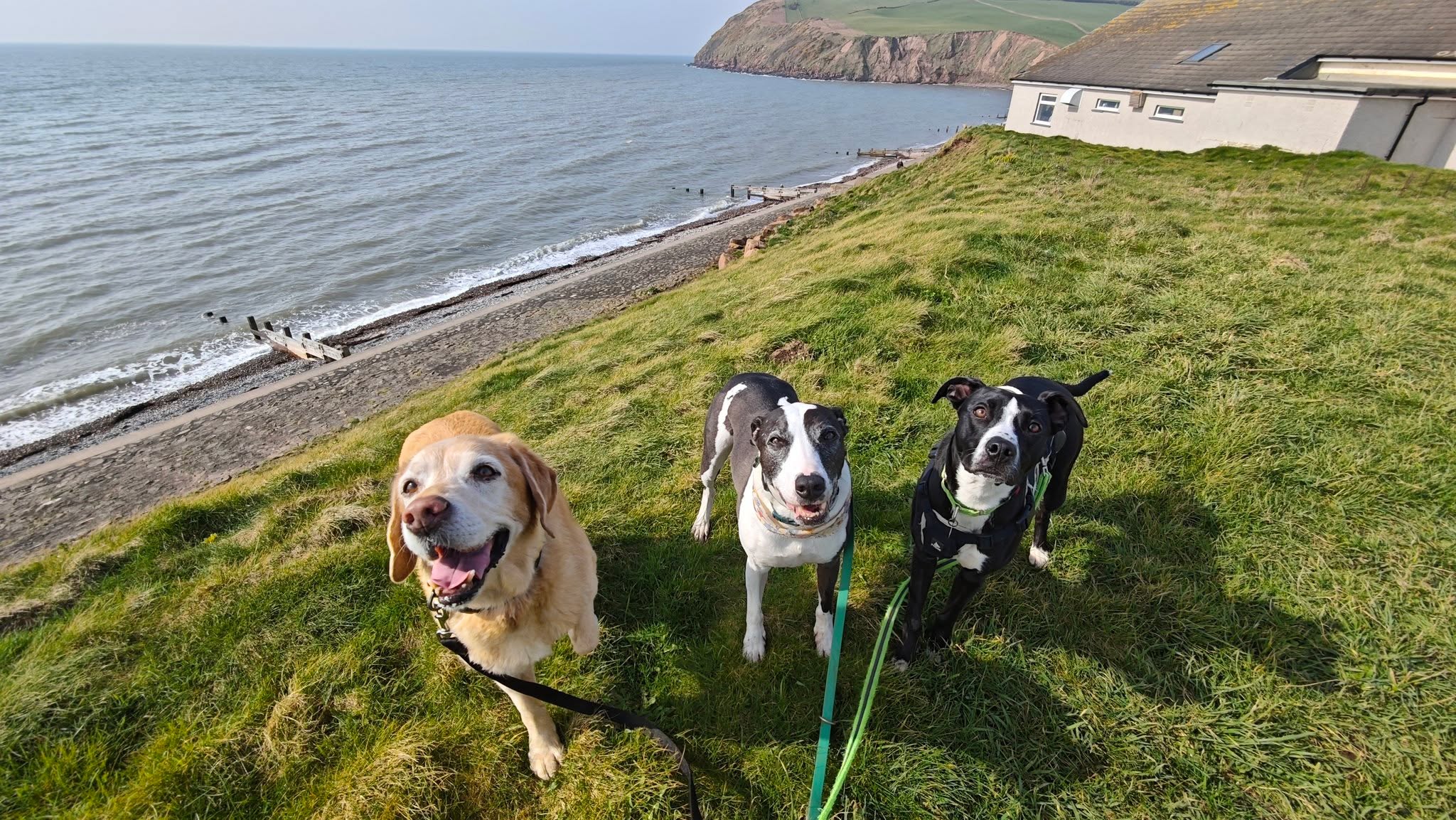 Ollie, Buzz and Poppy 🤩