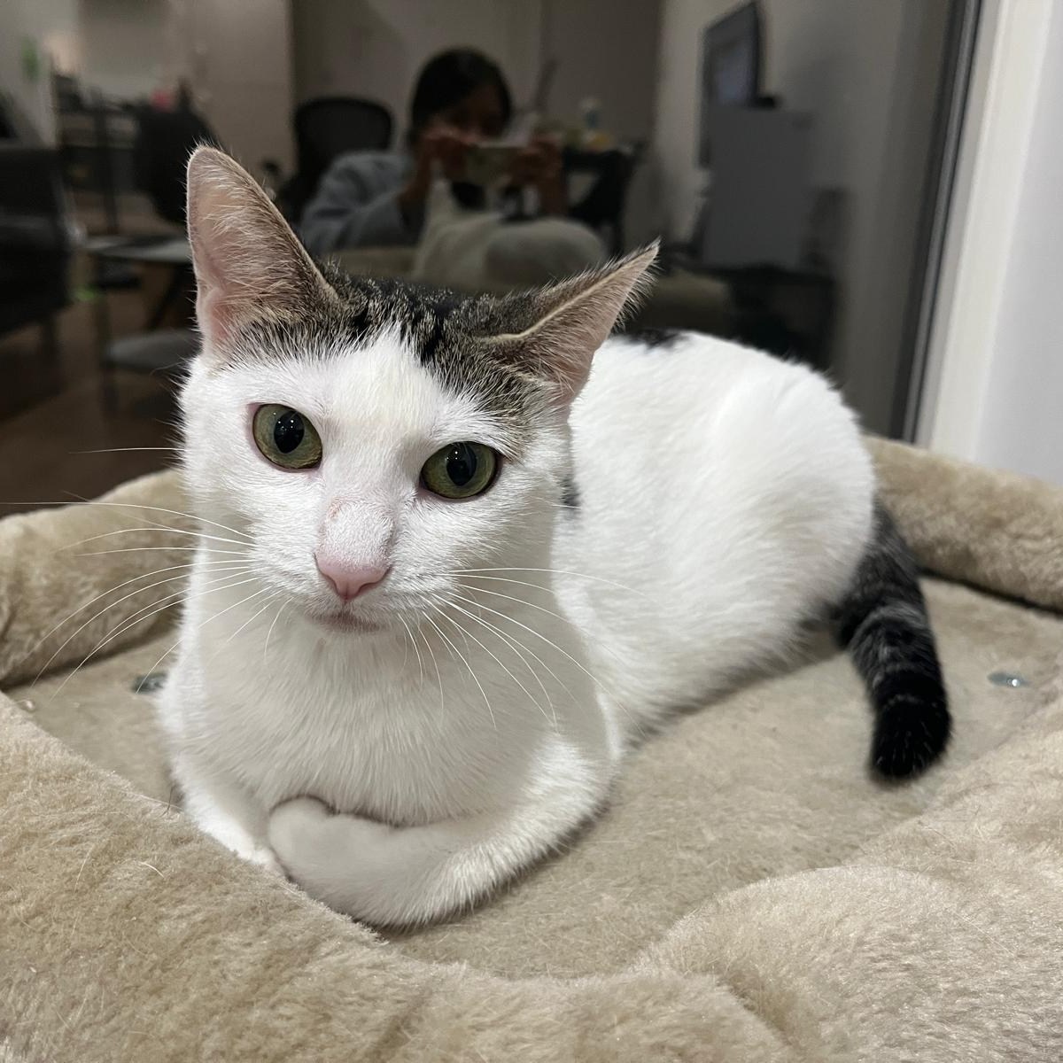 Melody - female / 1 year old EDIT: ASSIGNED TO ADOPTER
Meet Melody - the chatty cat who will sing her way into your heart!
Melody is a truly gentle cat who loves to be near her people. She is the kind of companion who always wants to stay close to you - whether that's joining you on the sofa to watch TV or squeezing herself onto the chair behind you while you're working.
She is incredibly affectionate and never seems to get tired of chin scratches. When you pet her, she'll show her appreciation with loud purrs and air biscuits. She is also very easy to handle; she doesn't hiss or scratch and is remarkably tolerant of being pick up or having her nails trimmed.
She is also a communicative girl who likes to share her thoughts. She'll use her chirps and meows to let you know exactly what she's looking for, whether it's food, a toy, or just a bit of your attention. If you're looking for a sweet and loyal friend, Melody would love to meet you.
---
📄 For more information about adoptions please head to our website. Be sure to read our resources and FAQs while you’re there!
🙏 Please consider donating via our fundraiser posts or the link in our bio. PayPal Giving Fund has no commission or payment fees. ALL donations go towards vet bills.
💊 Please be aware that some kitties may have pre-existing medical conditions that require a more expensive insurance policy. Ages are usually estimated.