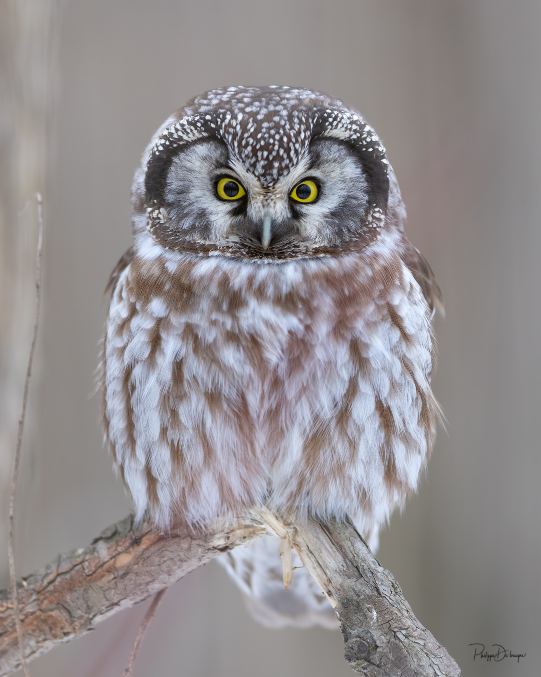 Nyctale de Tengmalm 🦉
J'ai fait mon dernier examen jeudi (scan), rdv jeudi avec le chirurgien 🤞
Bonne semaine à toutes et tous !!
Philippe DE-BRUYNE© Mon regard sur la nature
Je vous offre une réduction de 15% avec le code 15%
La vente d'impression est un excellent moyen de m'encourager 🙏