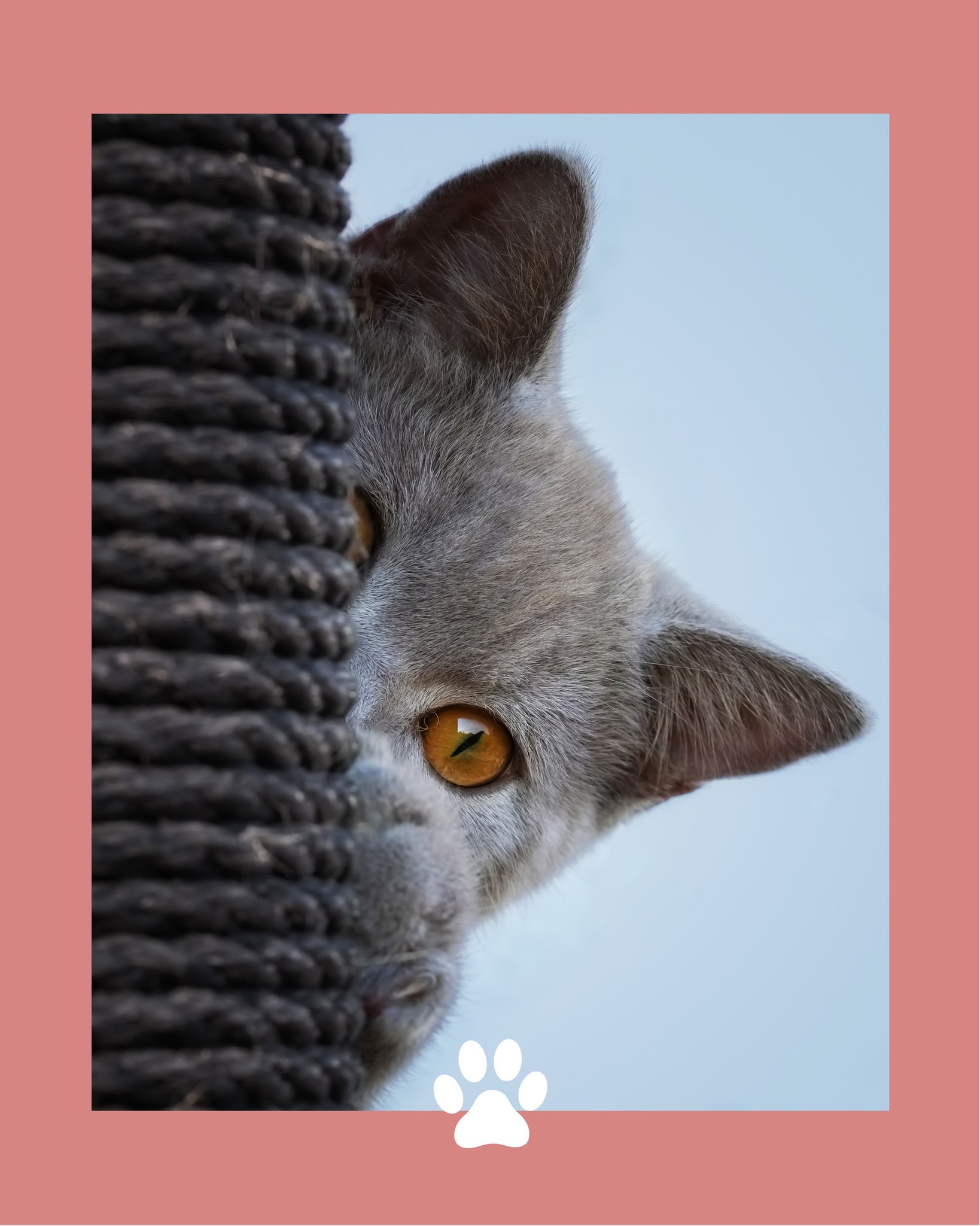 Un chat qui se cache n’est pas forcément distant...
Il peut simplement avoir besoin de calme ou de sécurité, il recharge ses batteries tranquille, dans son coin (oui, comme vous parfois) 🫢
#chat #bienetreanimal #pattounes