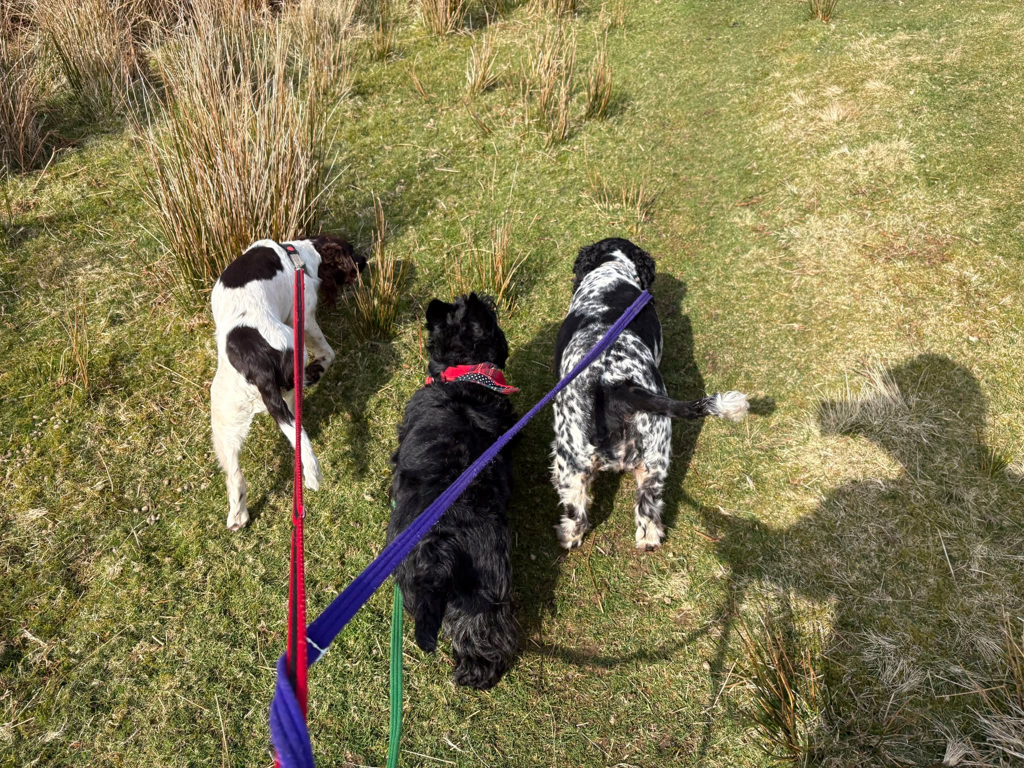 Jeannie, Millie, Mason and Maeve 🐶