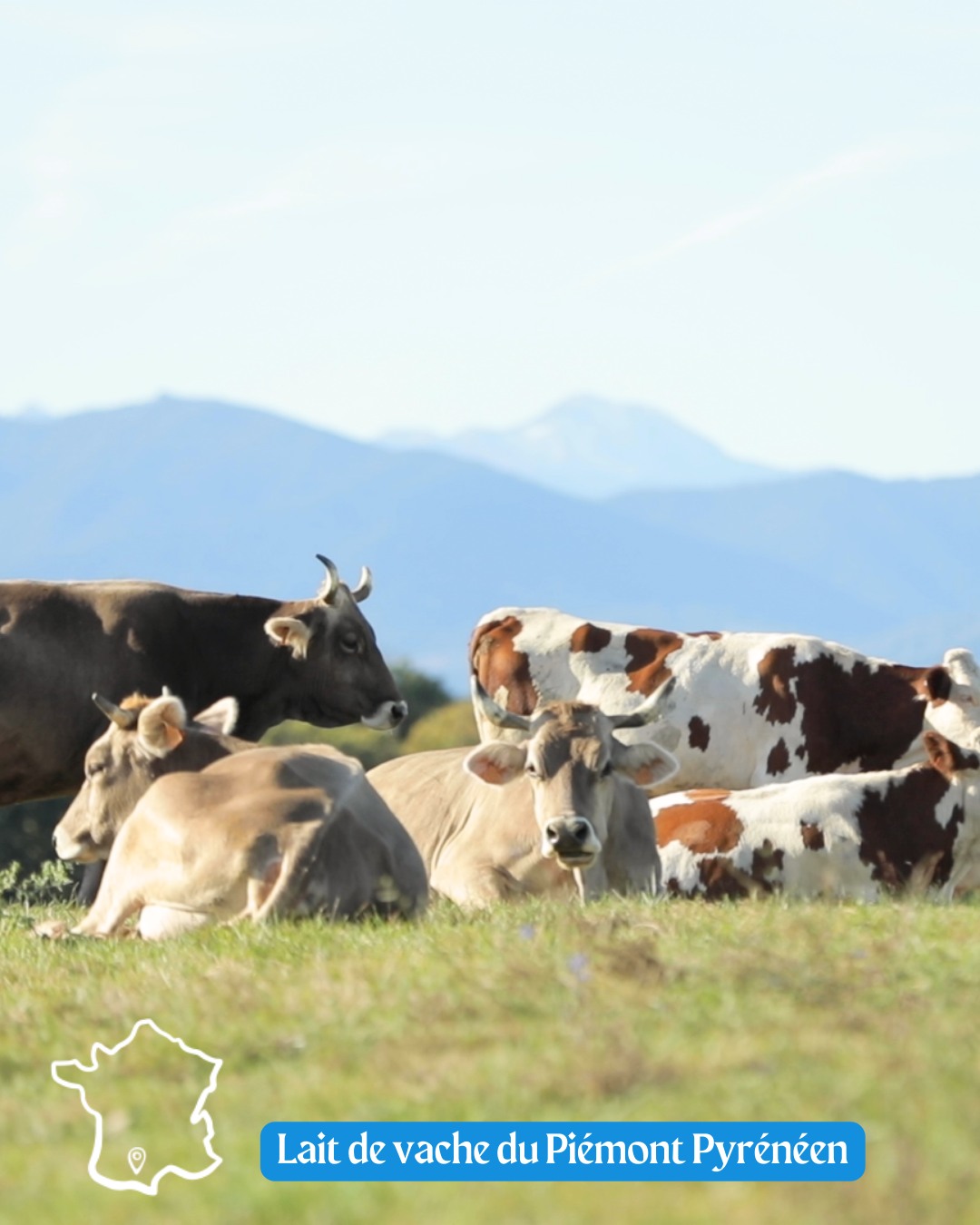 🤝 Depuis 1982, chez Biochamps, nous construisons des relations durables avec nos producteurs, au plus près de nos valeurs 🌱
Notre lait de vache provient exclusivement de la filière Piémont Pyrénéen, créée en 2019, par Biolai et Biochamps.
Cette filière rassemble 19 élevages engagés autour d’une même ambition : produire un lait bio de qualité, dans le respect des animaux, des hommes et de l’environnement 🥛
Parce que chez Biochamps nous nous engageons aussi pour une plus juste rémunération de nos éleveurs 🫶
#Biochamps #AgricultureBio #Producteurs #Terroir #Biolait #CircuitCourt #Engagement #AriègePyrénées