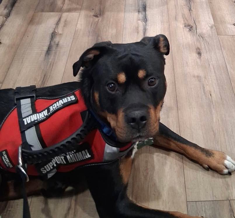 Hi , I’m Zeus…my human is an Army Veteran who is working hard to find us a place to live!
A whole bunch of love to the great doctors (also Veterans) at Wales Veterinary Practice Small Animal Division who made sure I’m healthy and up to date on my vaccinations!
Thanks to Harvest912’s MIC outreach I got great veterinary care and a temporary place to stay so dad can focus on our house! Check them out at www.harvest912.org and be sure to donate to help dogs and their humans❤️🐕🐾
Wags and kisses, Zeus